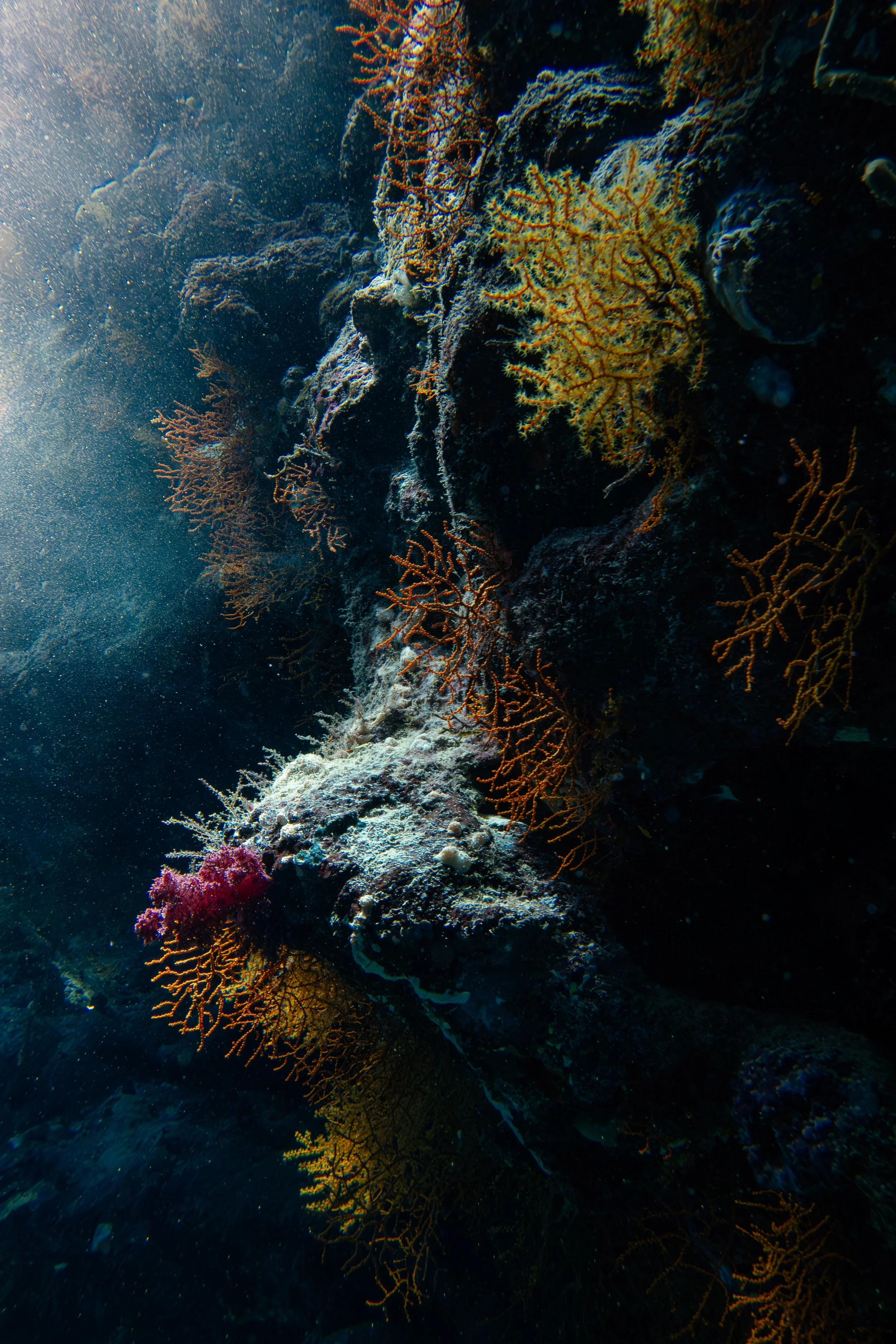 St. John's Caves, Red Sea, 2025