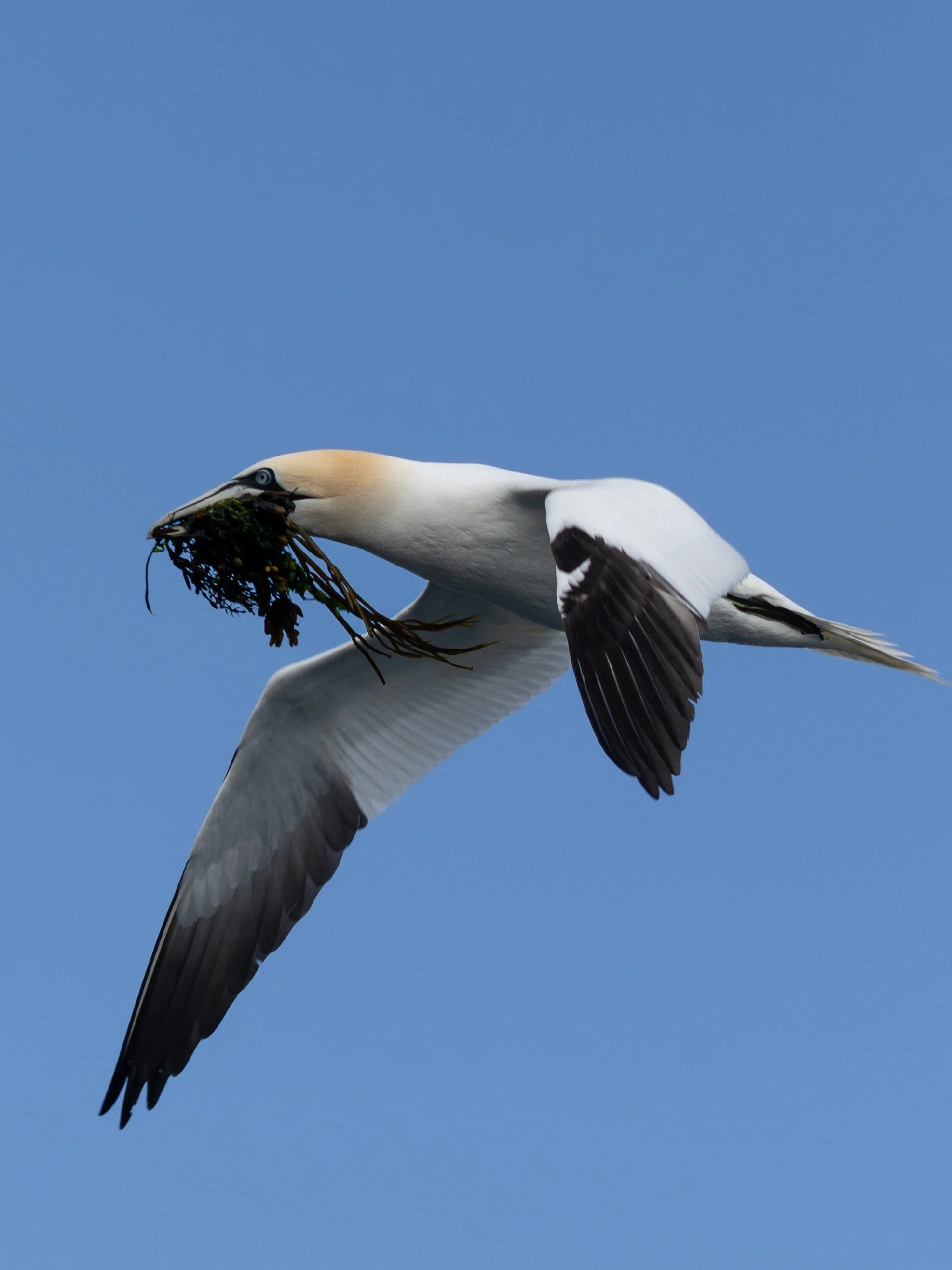 Northern Gannet, North Berwick, Scotland, 2026