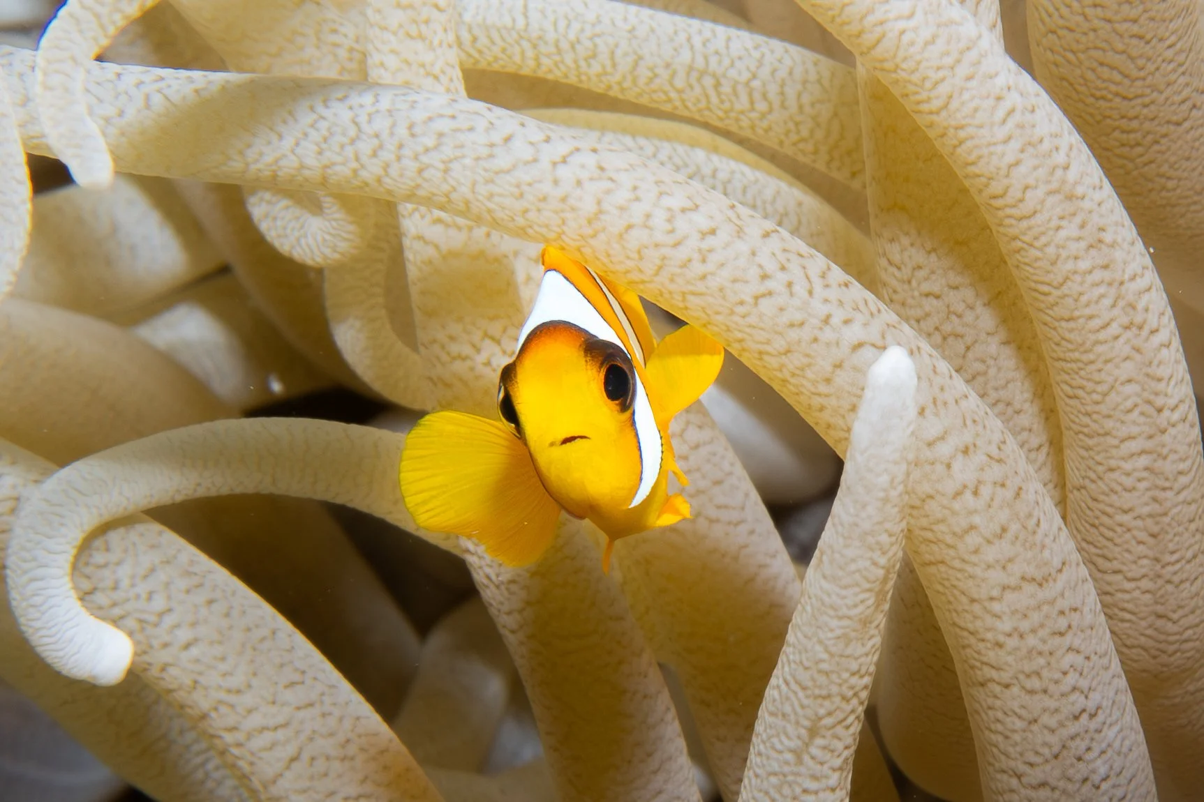 Red Sea Clownfish in Anemone, Red Sea, 2025
