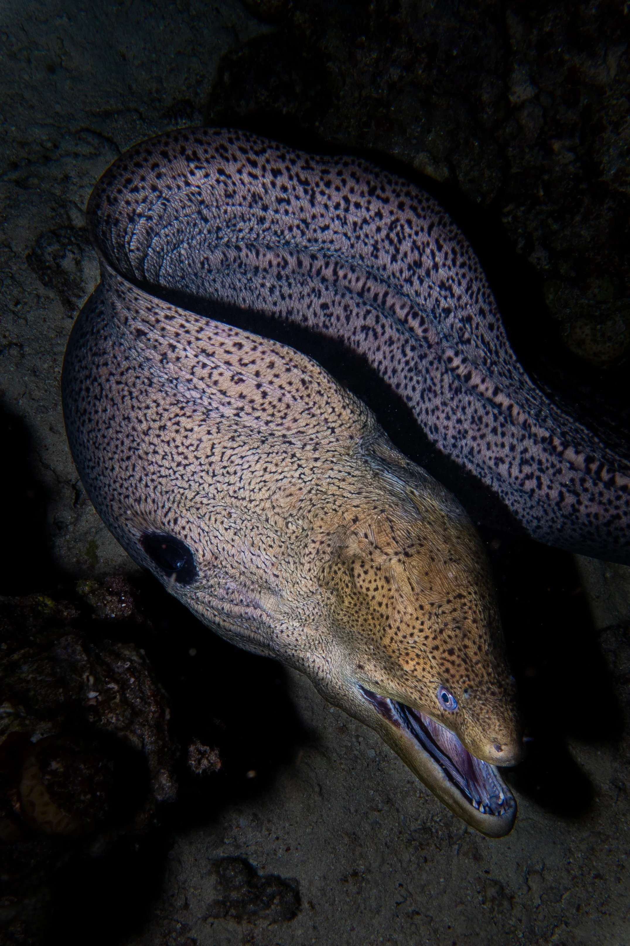 Spotted Moray Eel, Red Sea, 2025