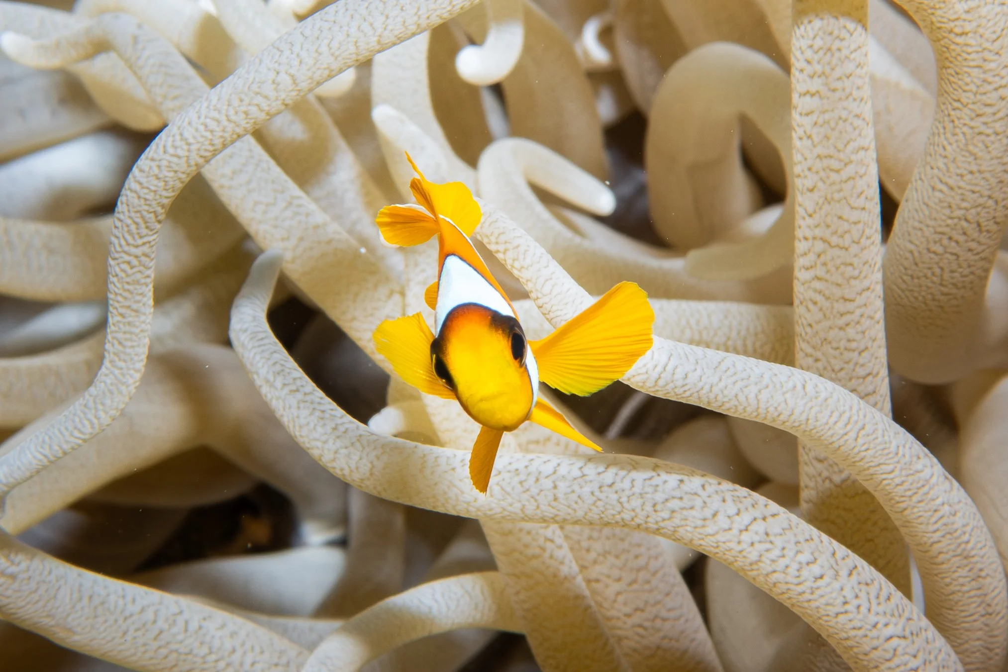 Red Sea Clownfish in Anemone, Red Sea, 2025