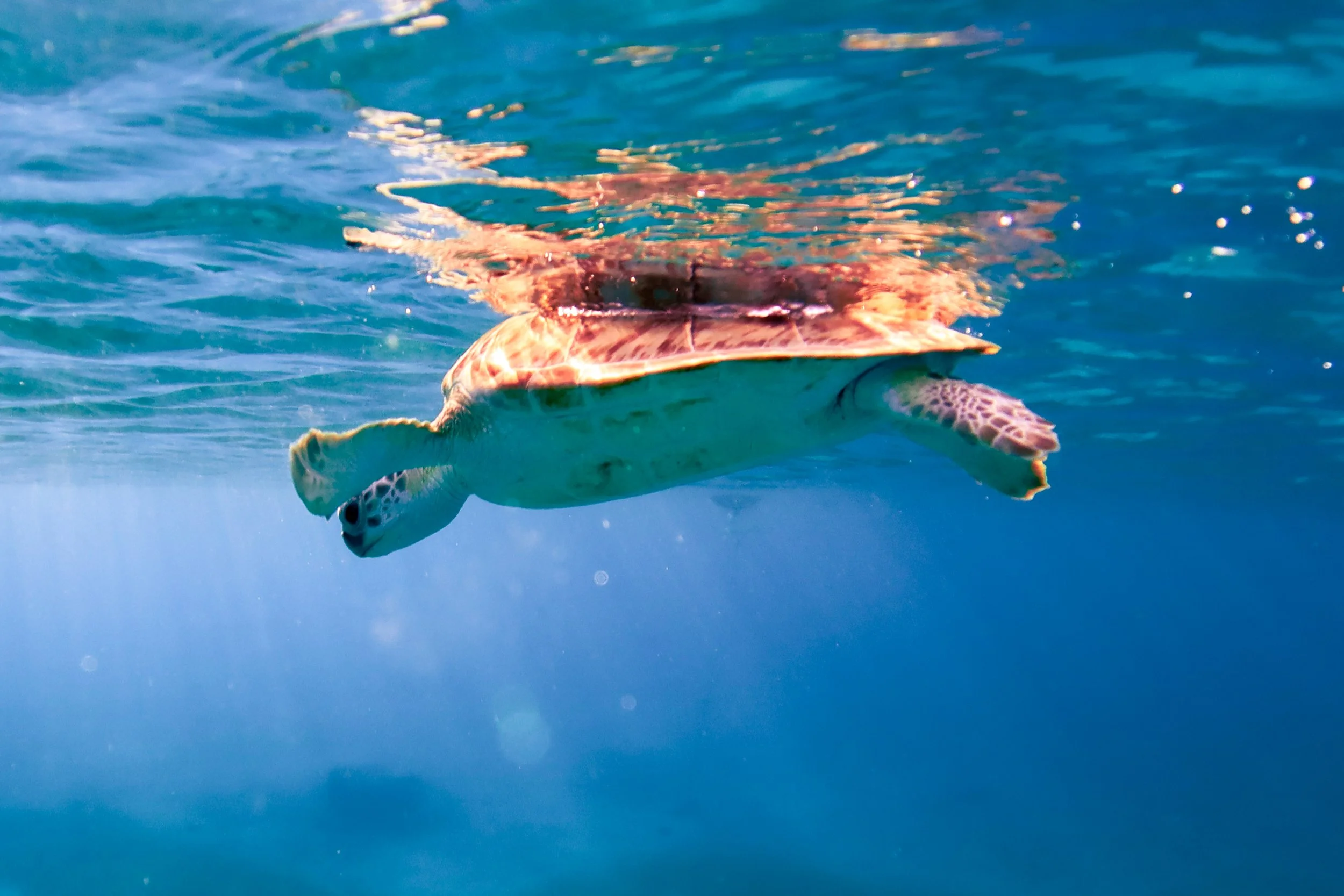 Green Sea Turtle,
Aruba,
2024