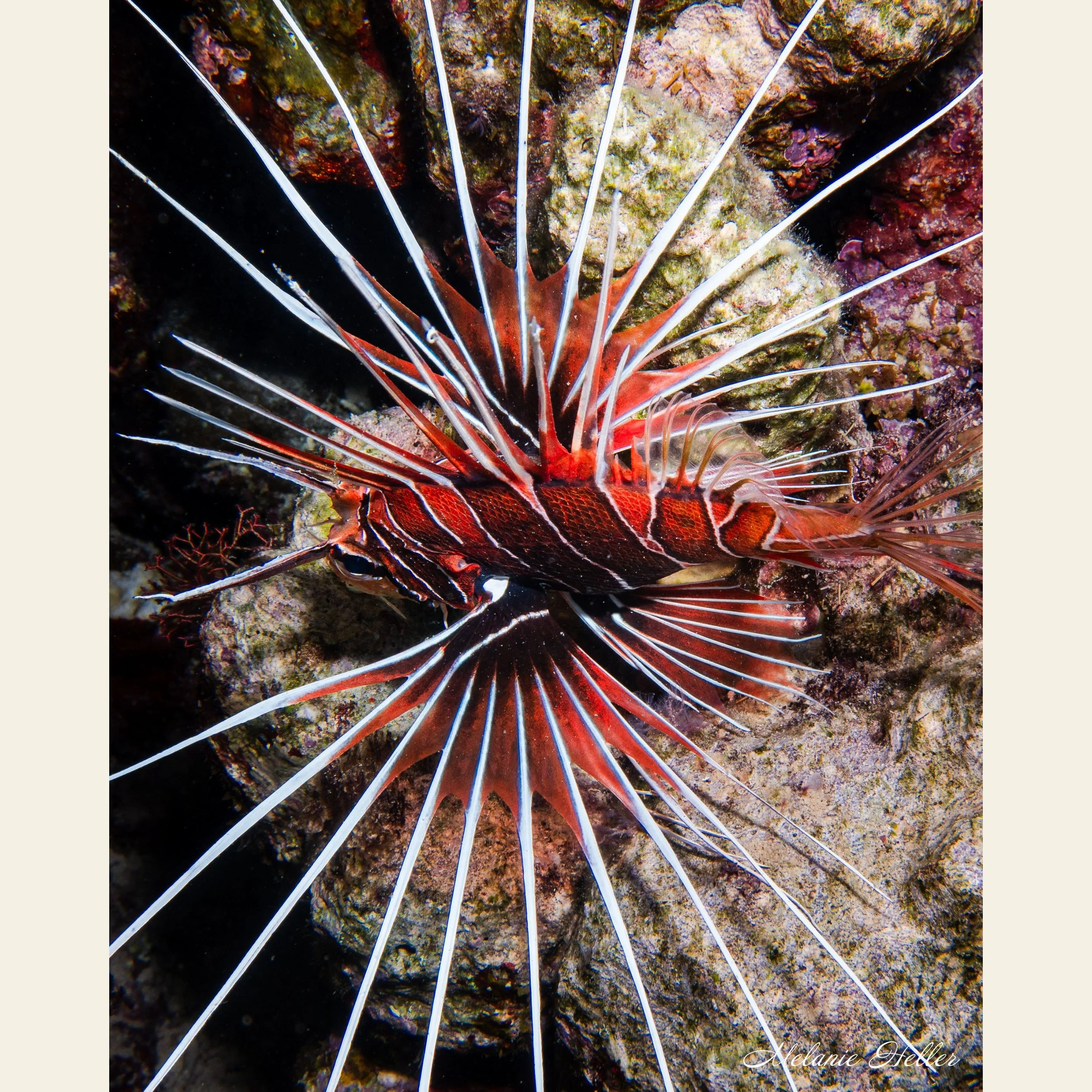 Untitled design (12).jpg