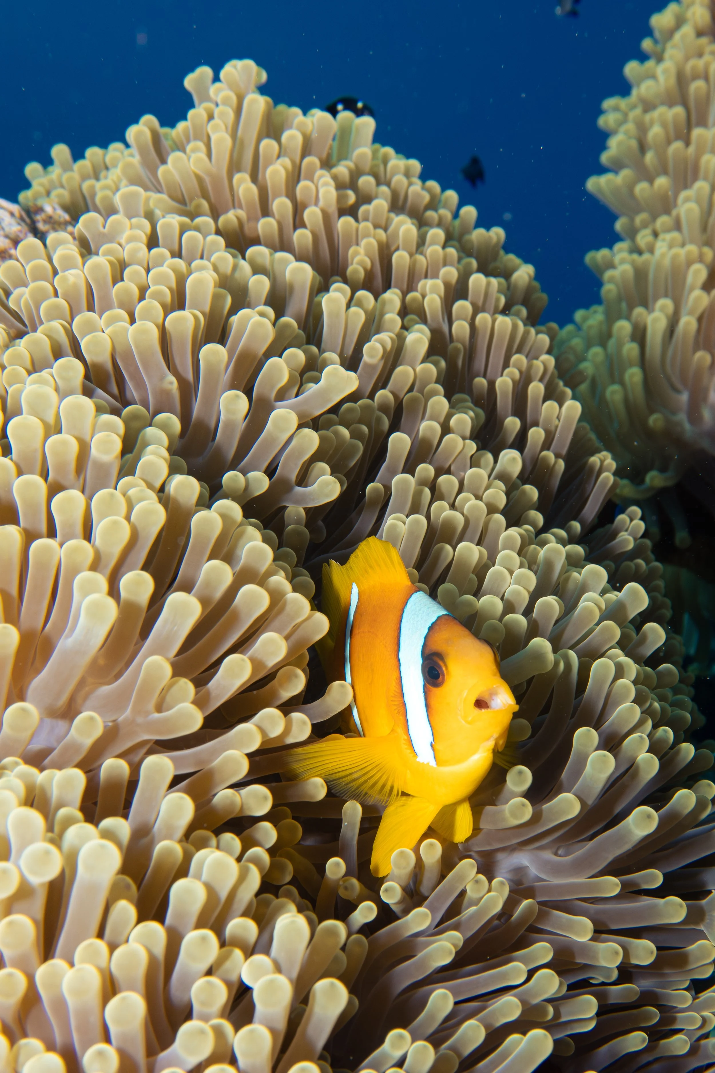 Red Sea Clownfish in Anemone, Red Sea, 2025