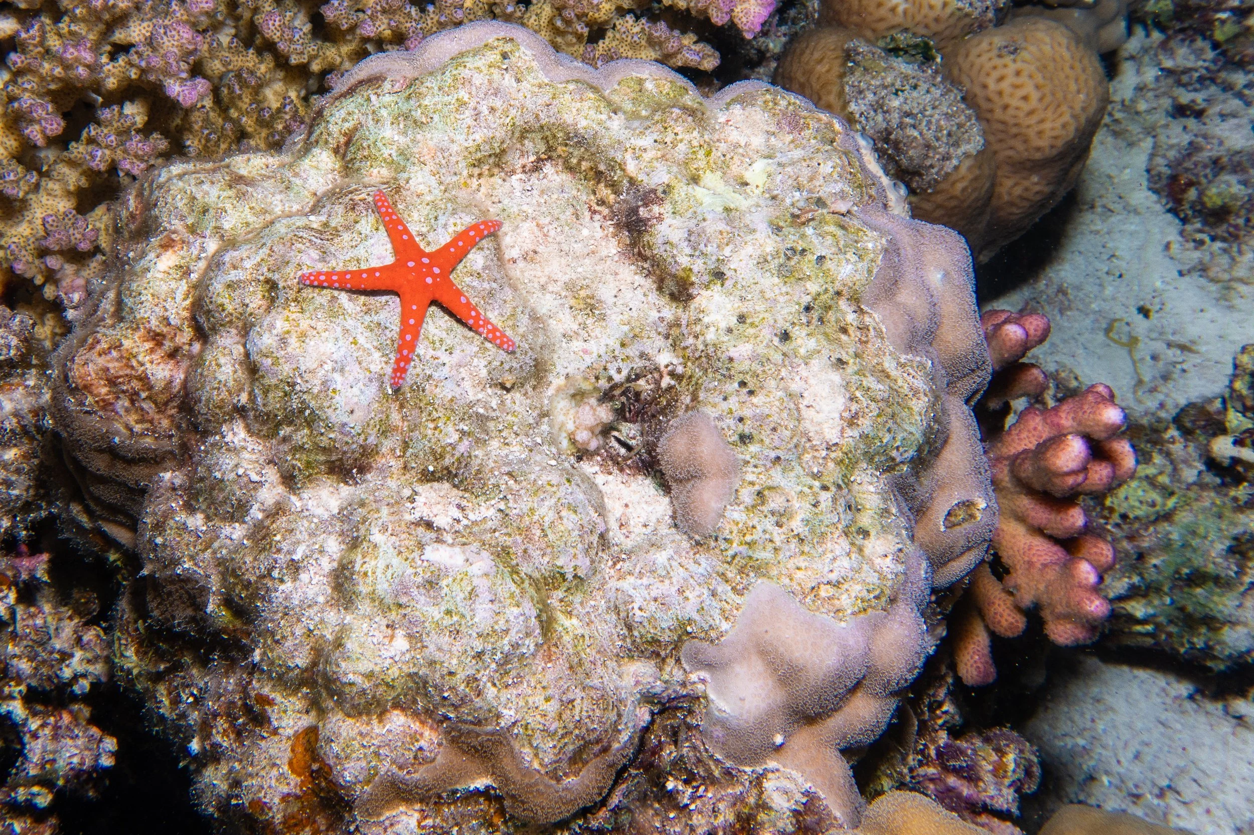 Necklace Sea Star, Red Sea, 2025