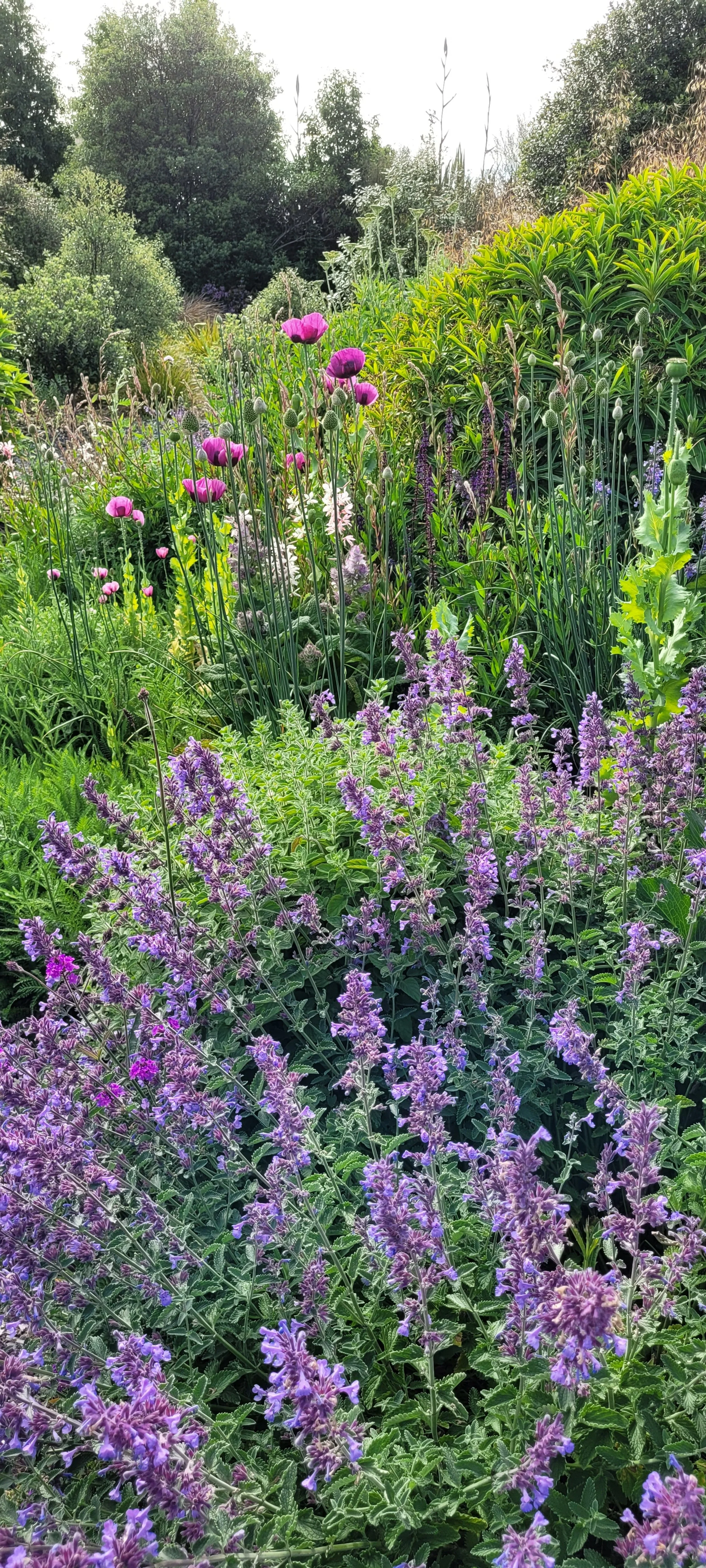 Circle Garden featuring poppys in mid Spring 2023.jpg