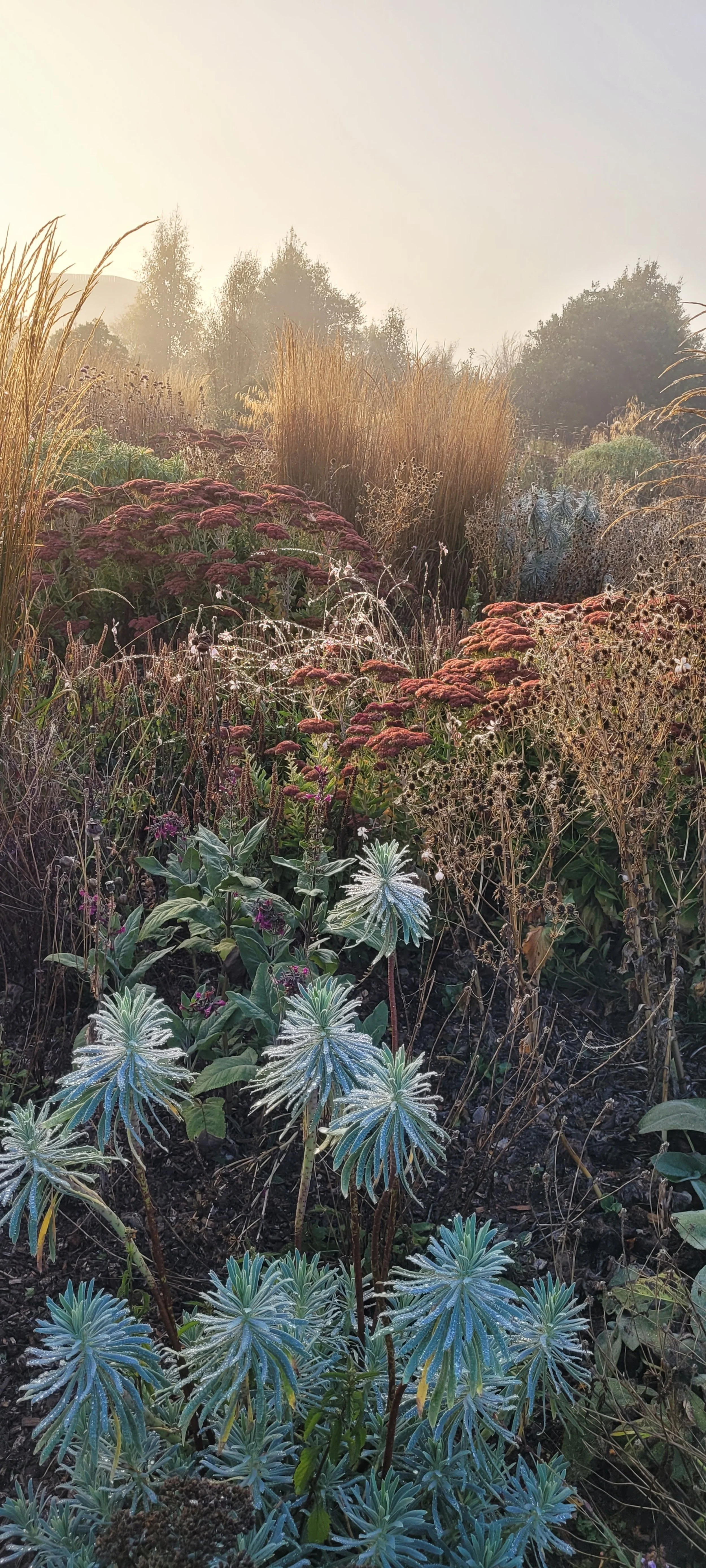 Circle Garden with early morning mist in late Autumn 2024.jpg