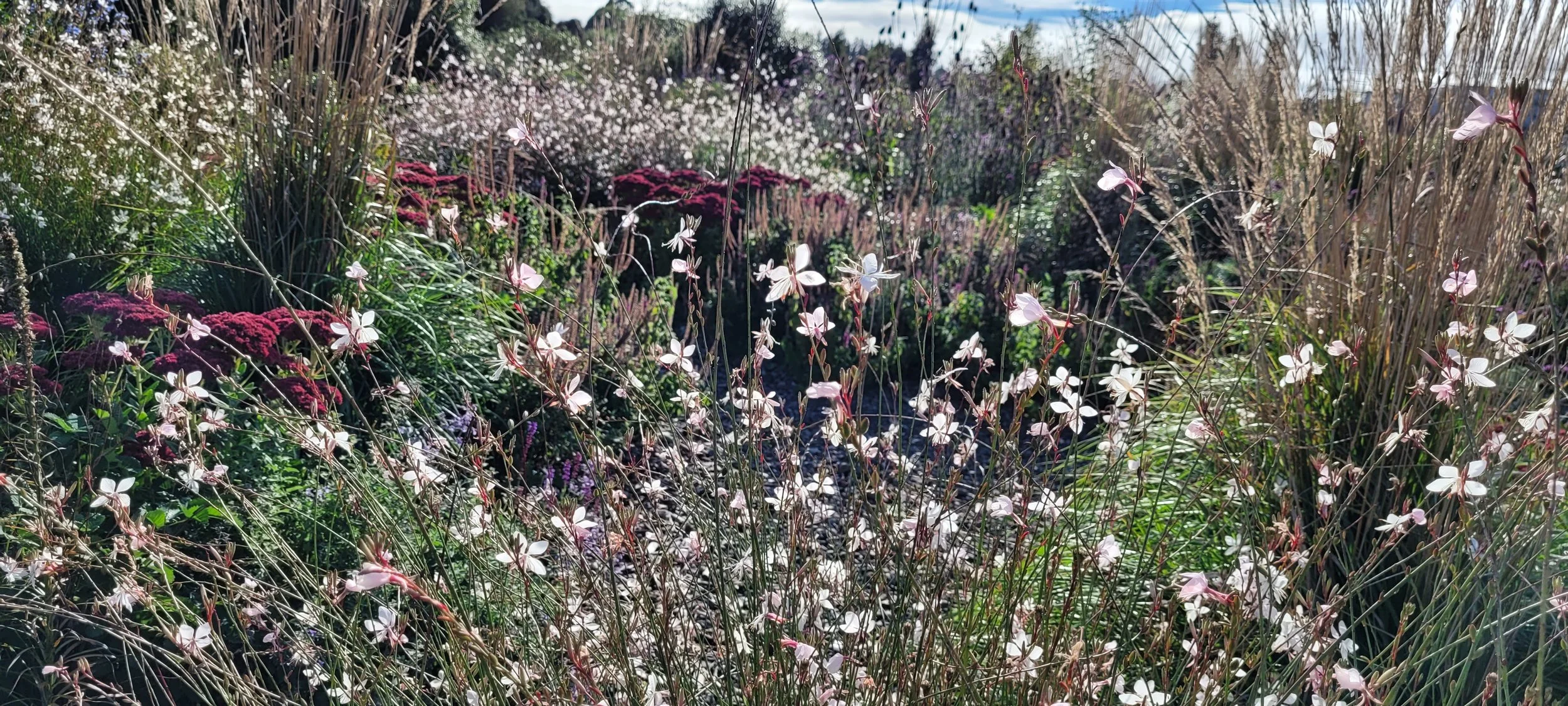 Circle Garden featuring backlit Gaura in late summer 2022.jpg