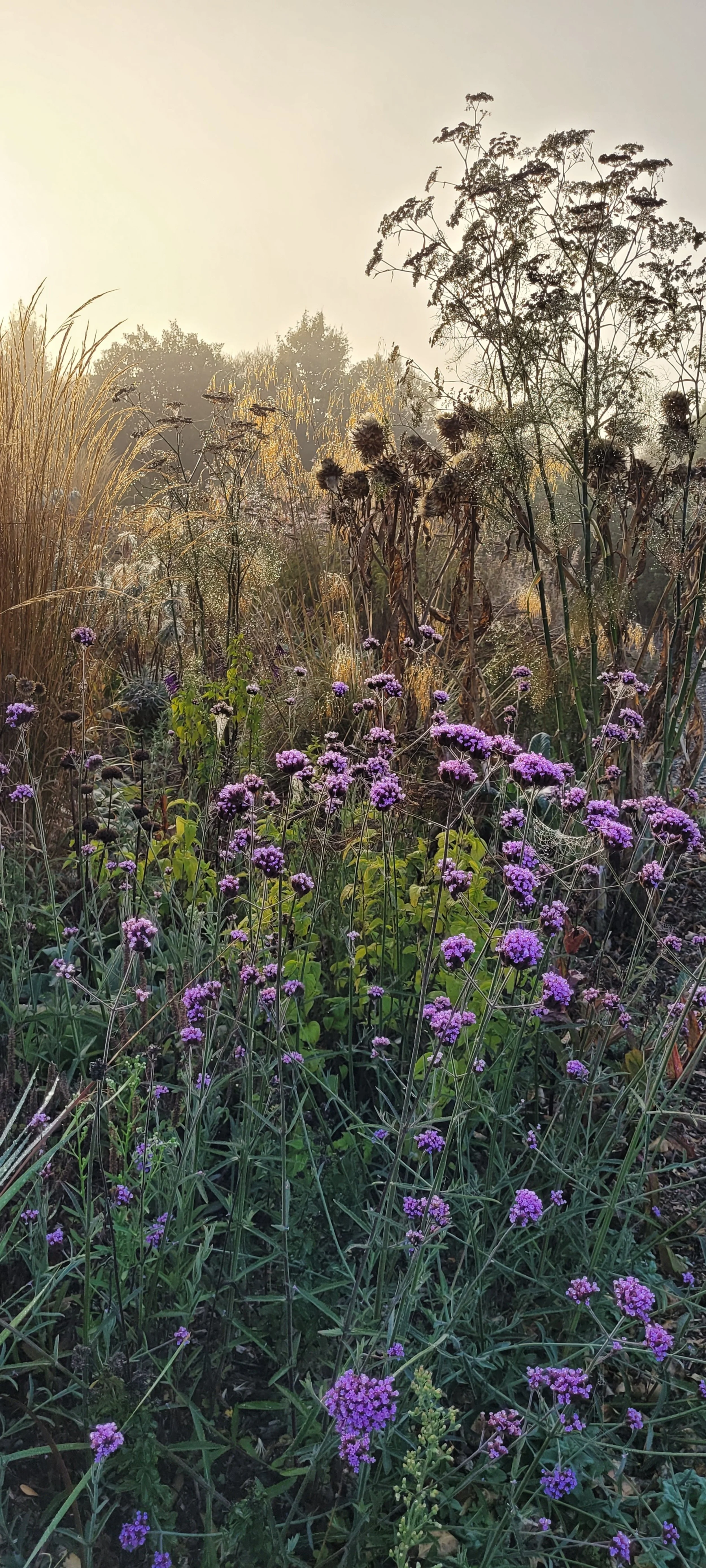 Circle Garden featuring fennel seedheads and verbena Autumn 2024.jpg