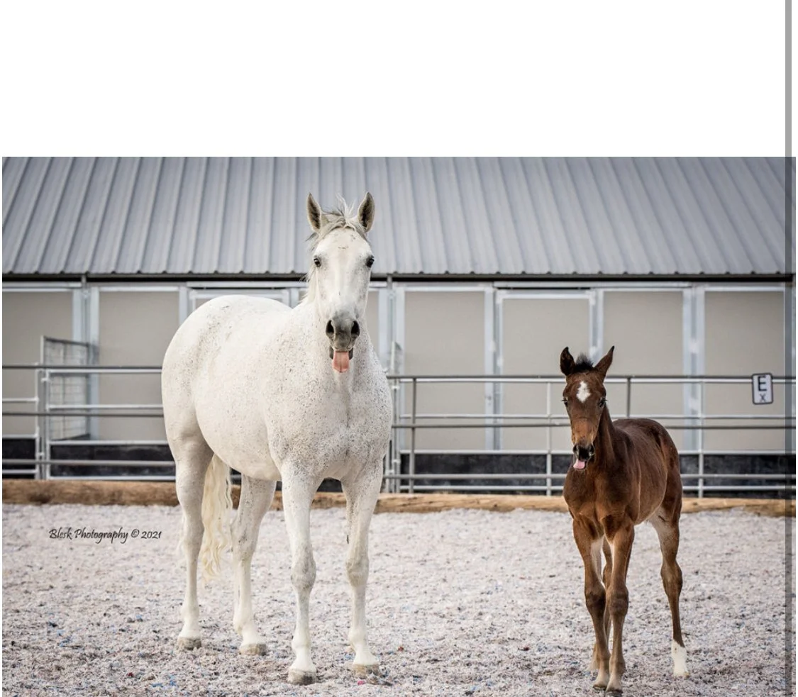 Top Belgian Warmblood Sport horse filly bred in the USA at  JJ Sporthorses Las Vegas