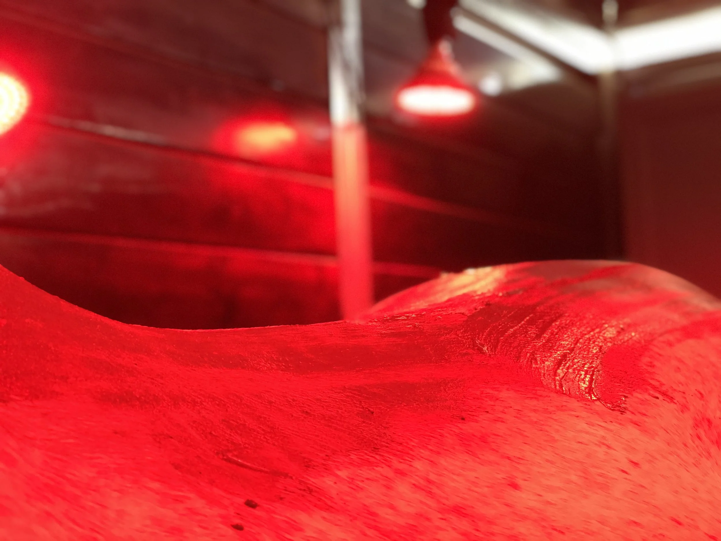 Cold Laser Therapy and the Equine Solarium — Why We Use Both at JJ Sporthorses USA