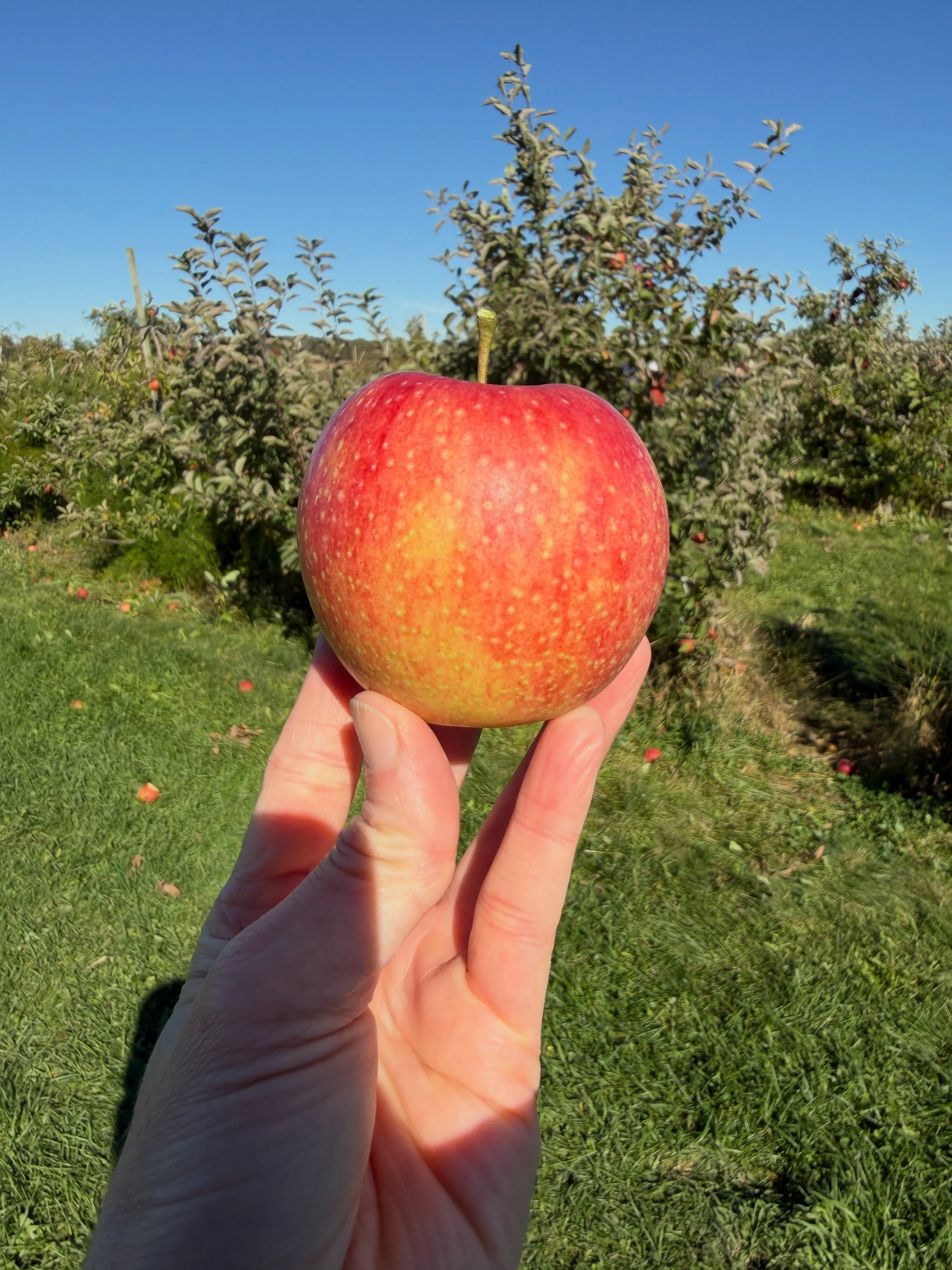 This week is prime fall weather ☀️🍁🍎 which means it&rsquo;s time for apples, pumpkins, cider, and of course, donuts! 

My favorite spot for all of these yummy treats is @wasemfruitfarm in Milan, Michigan.

From U-pick apples in a variety of types, 