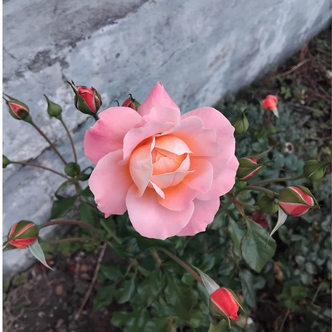 On the day of the goddess, sharing a little summer gem. 
How amazing is nature? 
With soil, sun and rain, beauty is created. 

#beautyofnature #roselove #summer #blooms