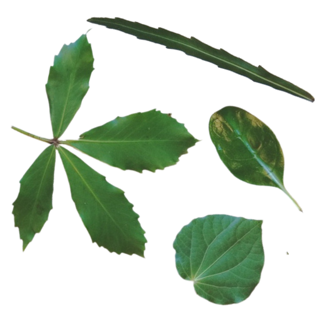 Native tree identification — Karioi Project