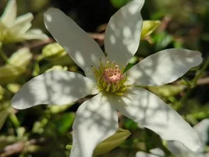 clematis+paniculata.jpg