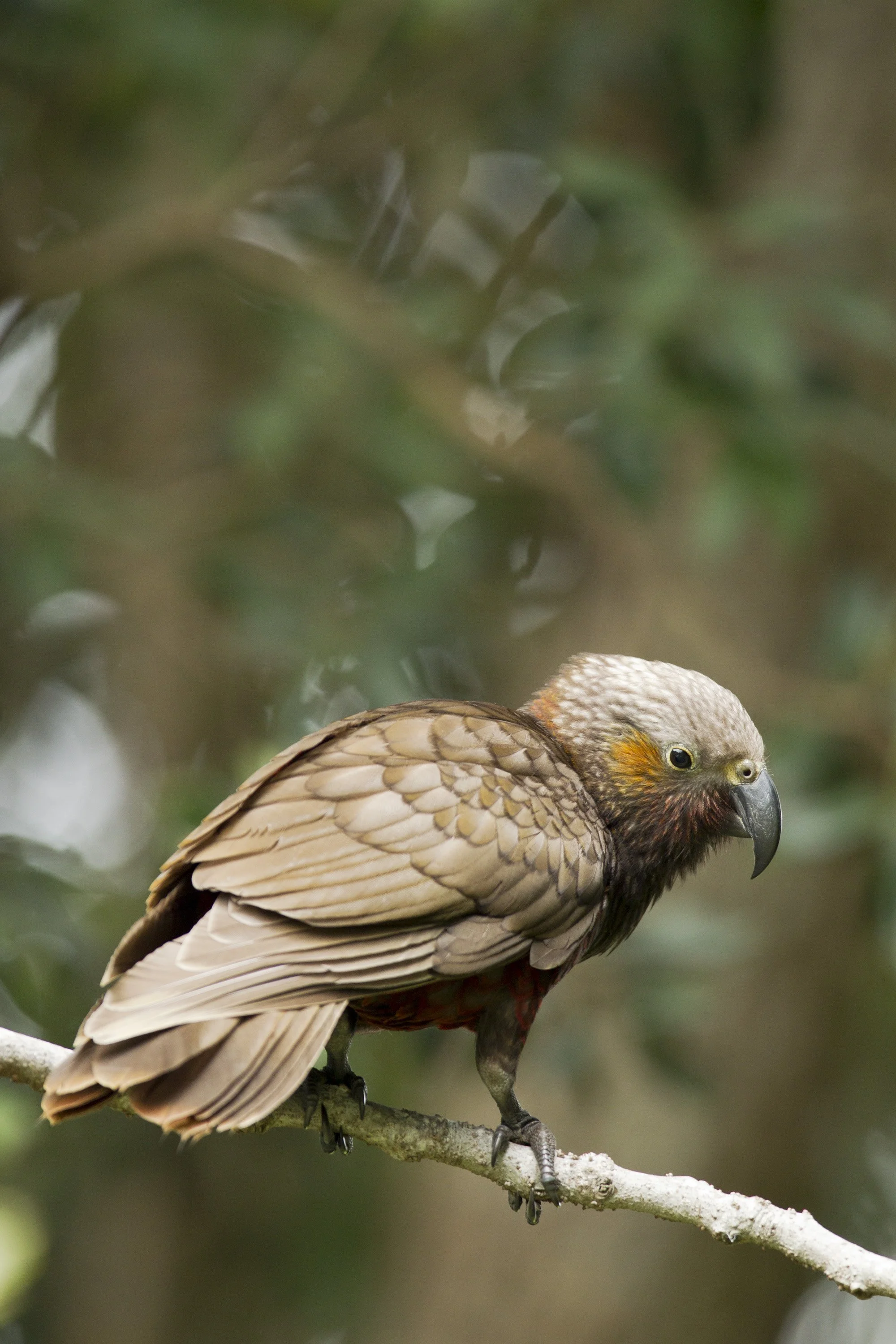 kākā image.jpg