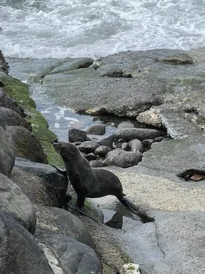 seal in Raglan.jpg