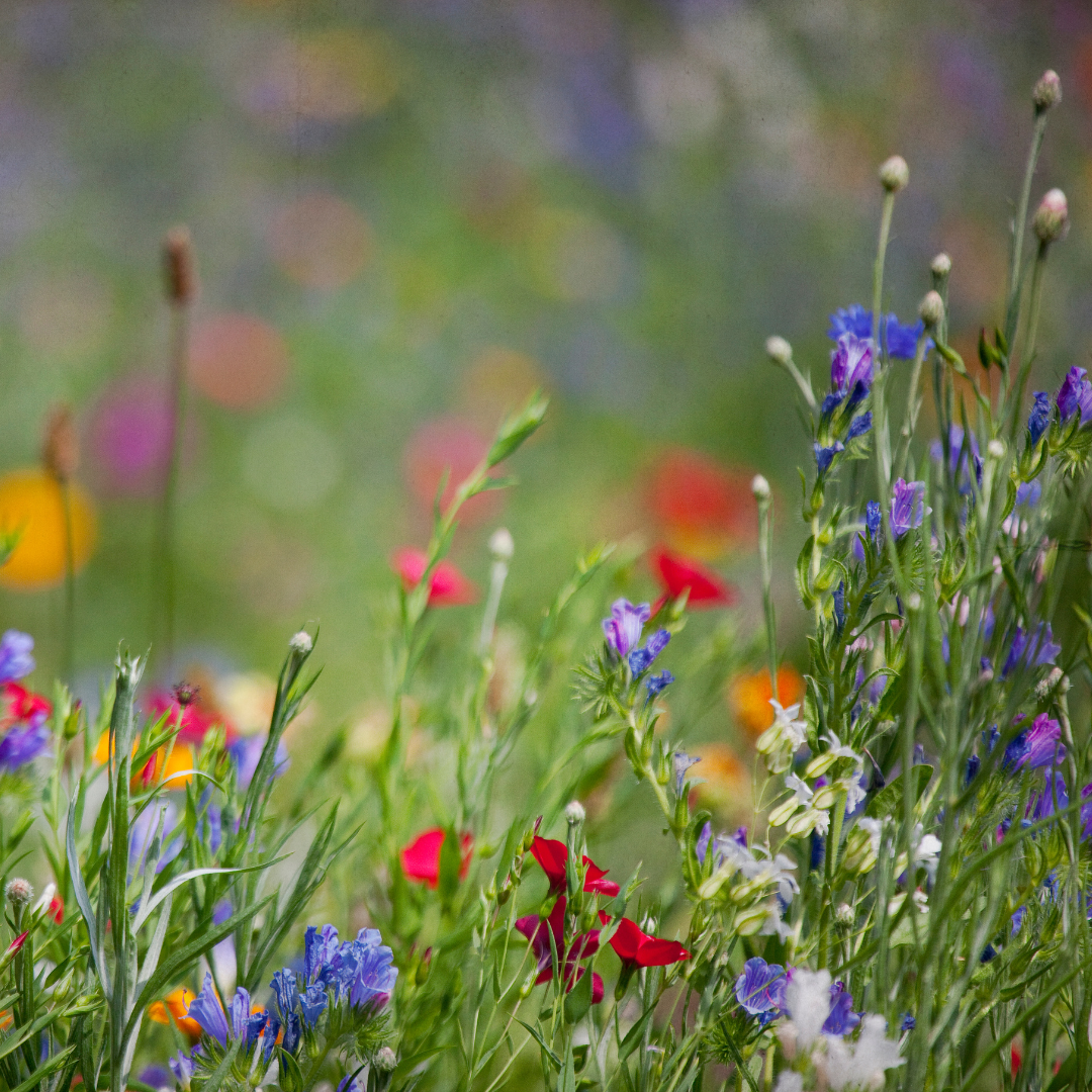 meadow.png