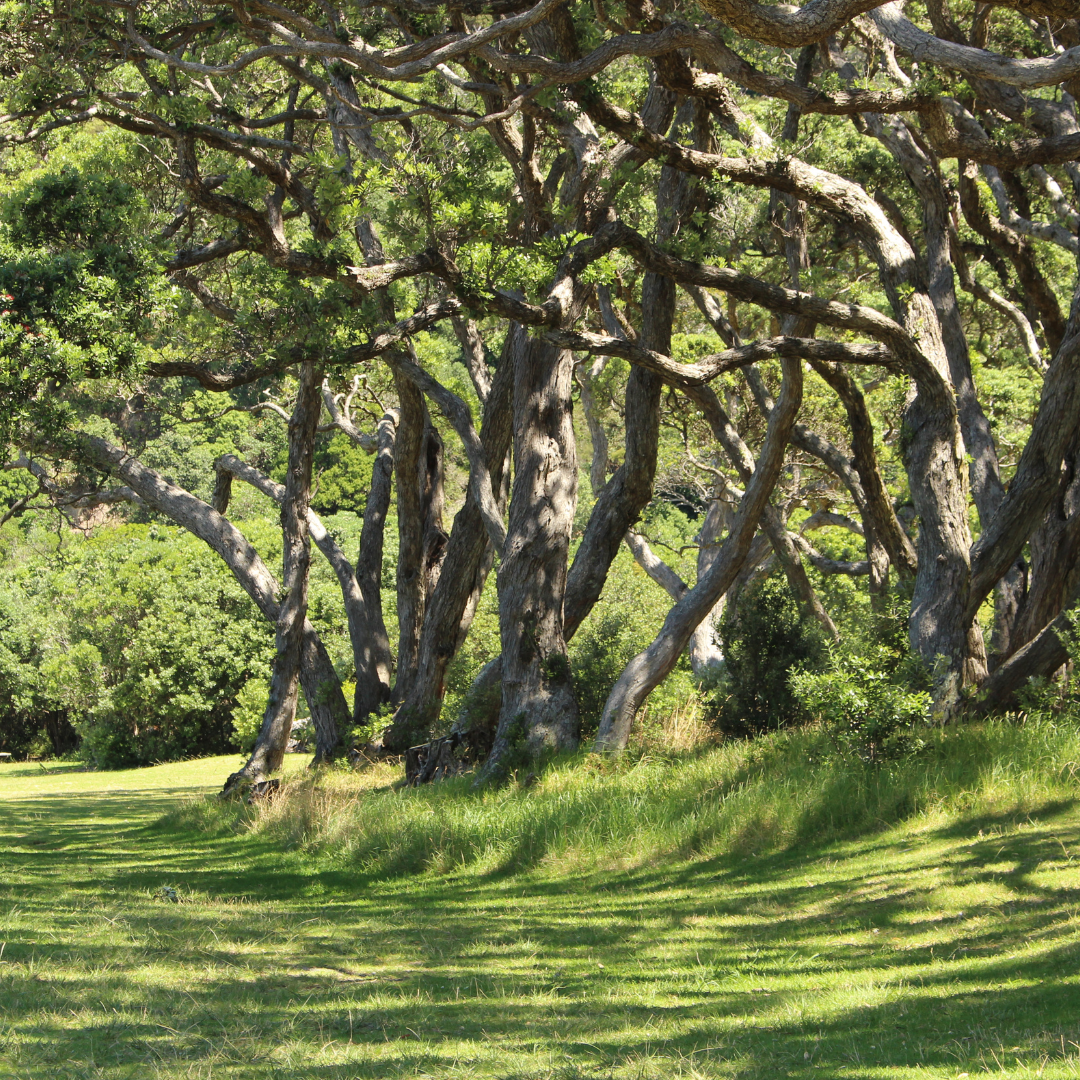 large trees.png