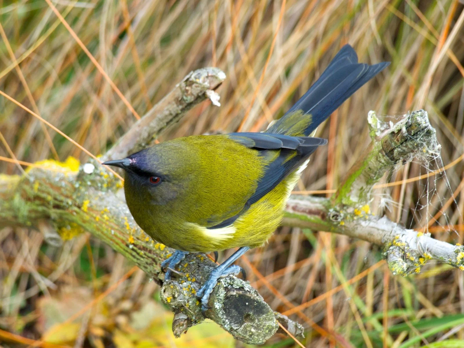 bellbird.jpg