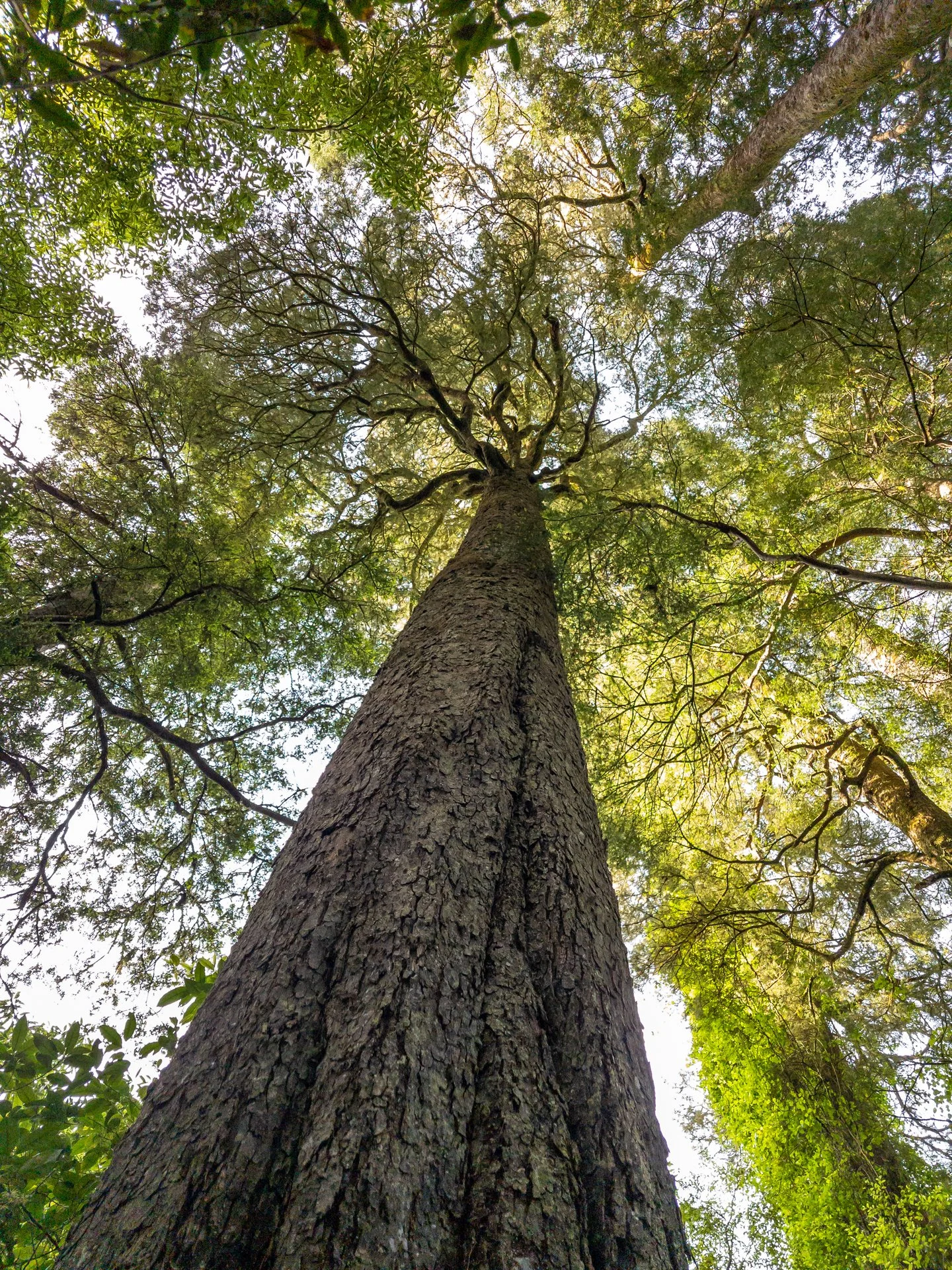 1920-kahikatea-tree-in-new-zealand.jpg