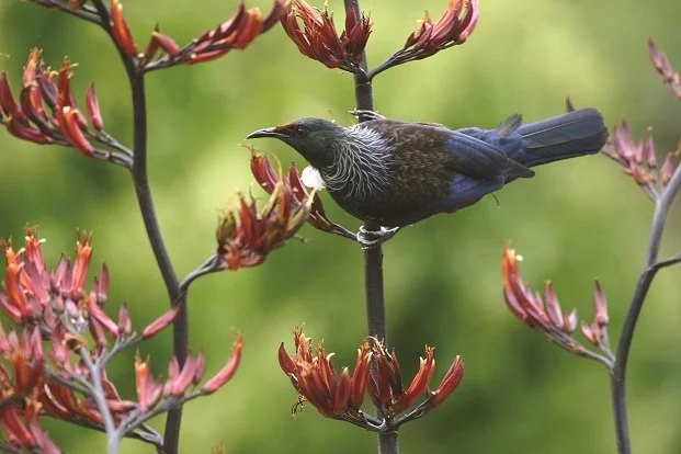 Tui Mas Olivier smaller.jpg