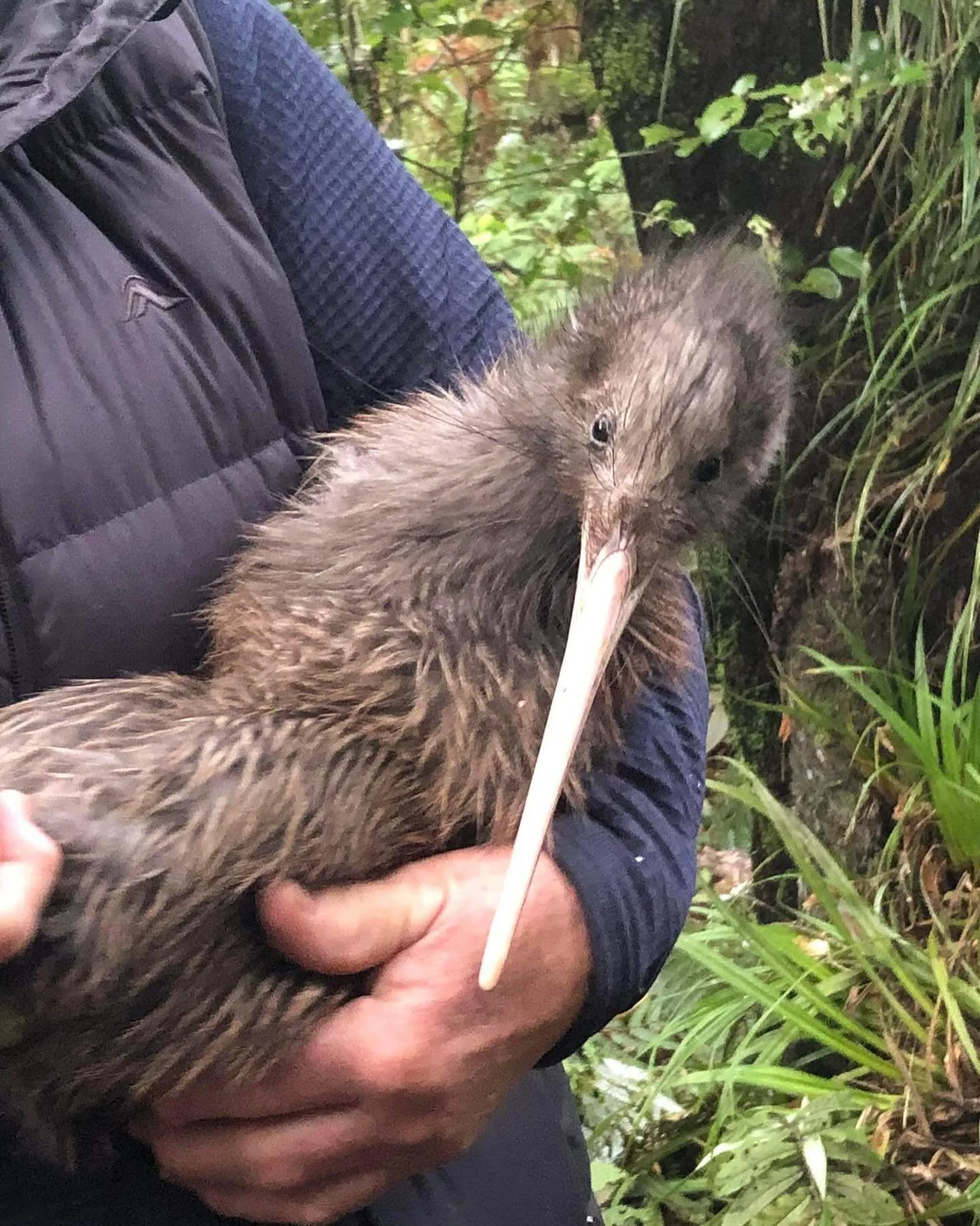 cute kiwi.jpg