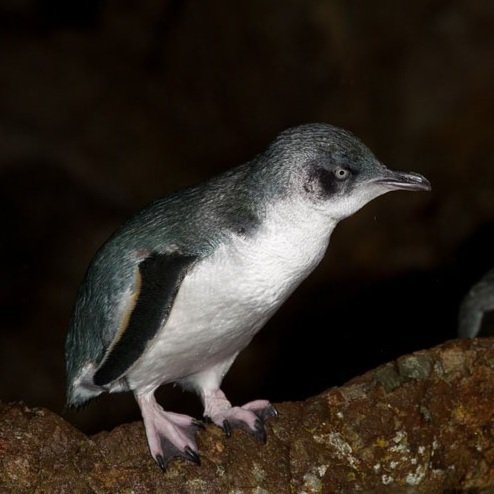 little+pinguin.jpg