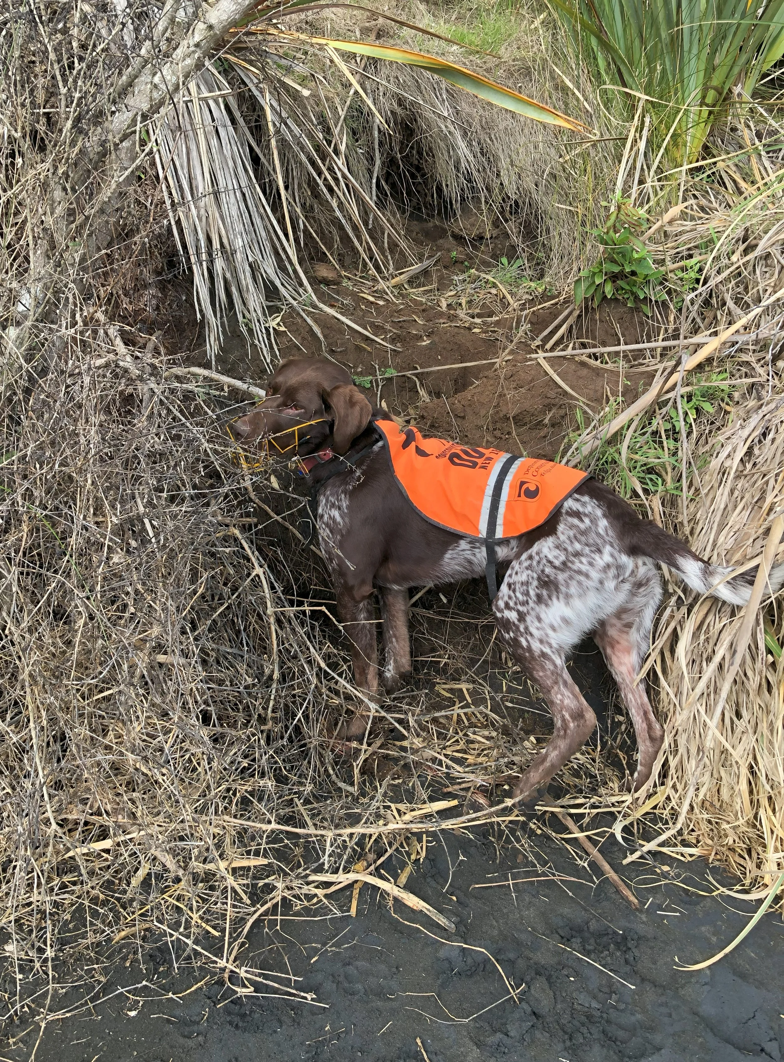 dog.jpg
