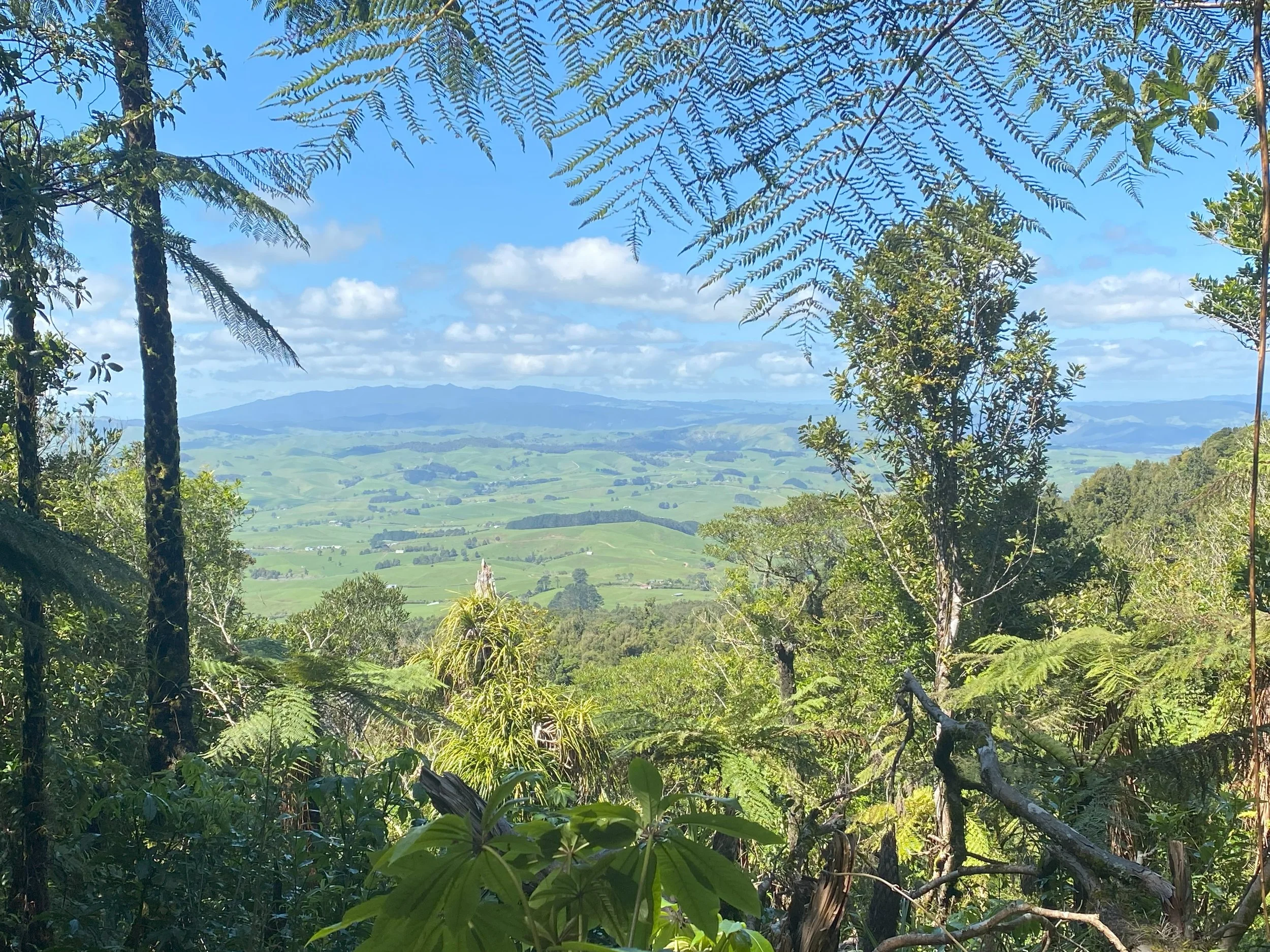 View from Karioi today.jpg