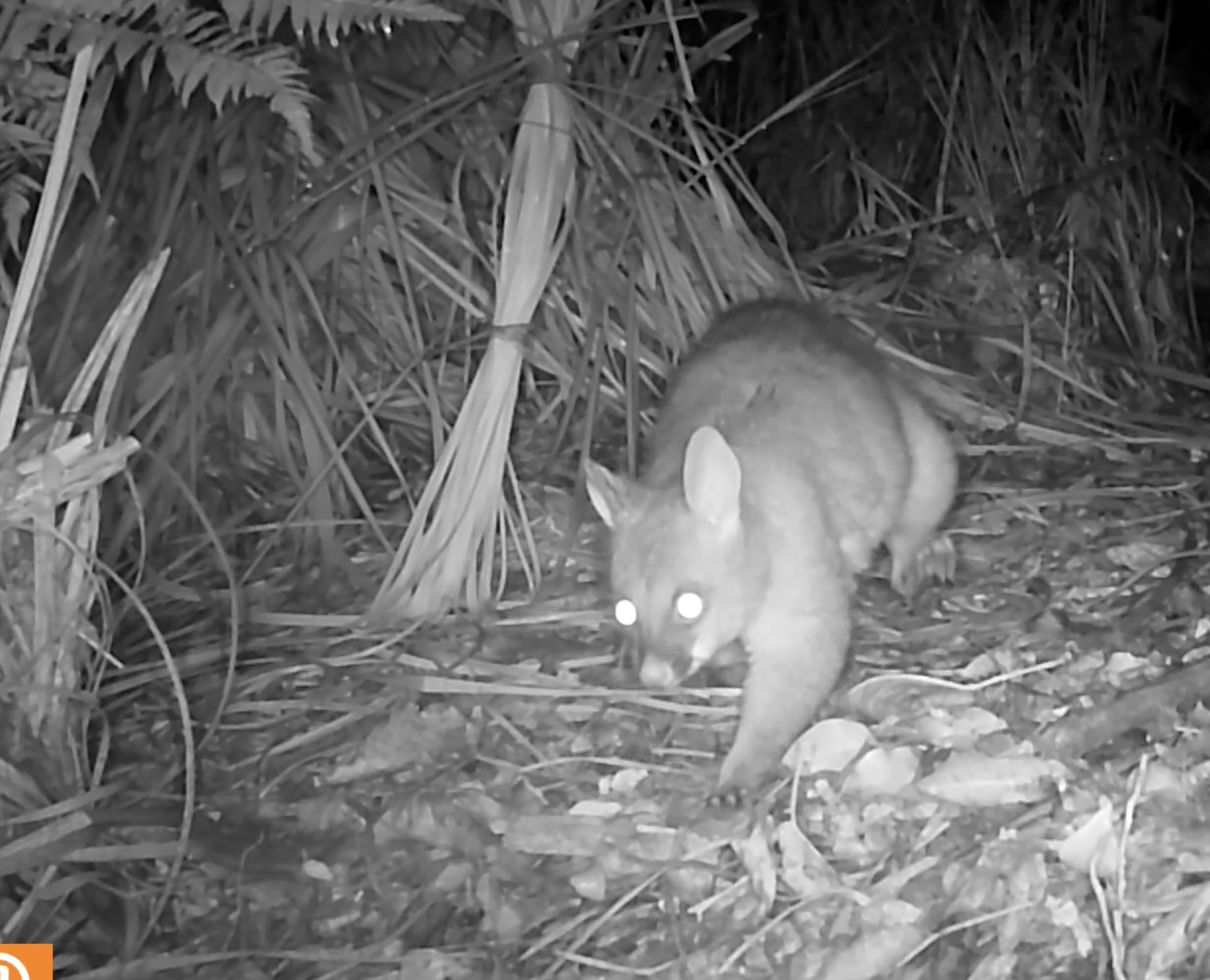 Possum near burrows