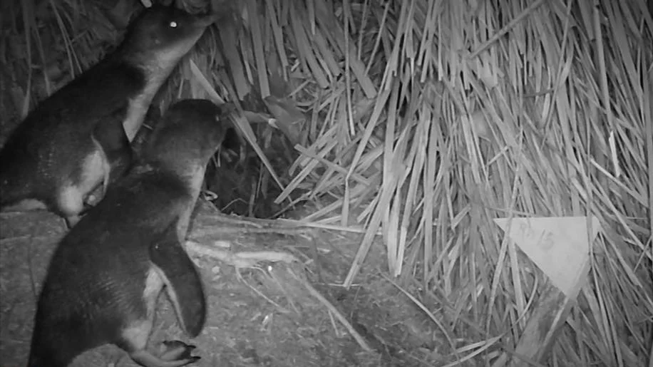 Kōrora pair taking up residence