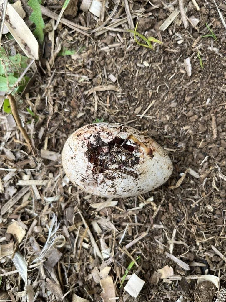 Sadly, a predated egg