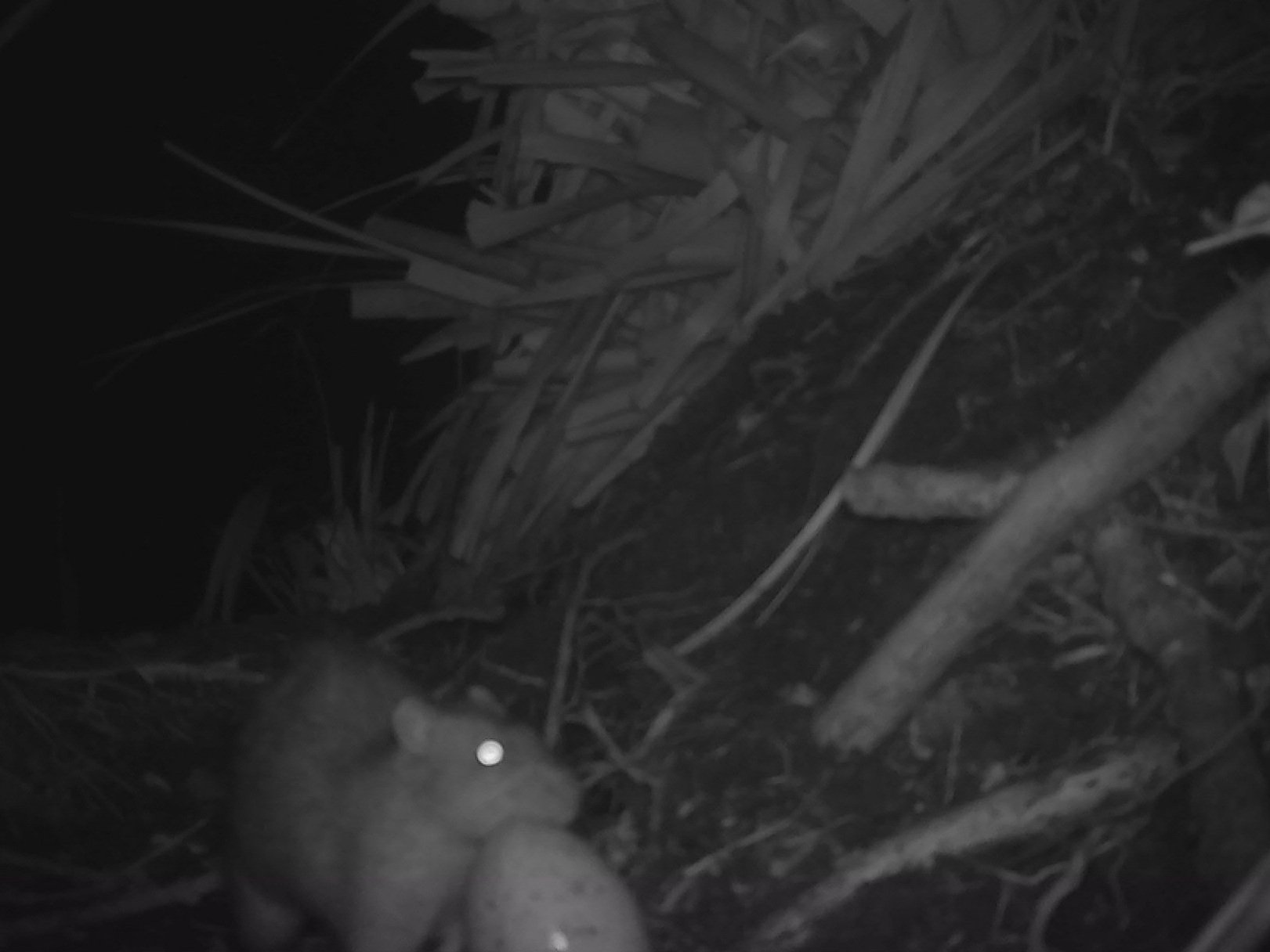 Rat with an ōi egg
