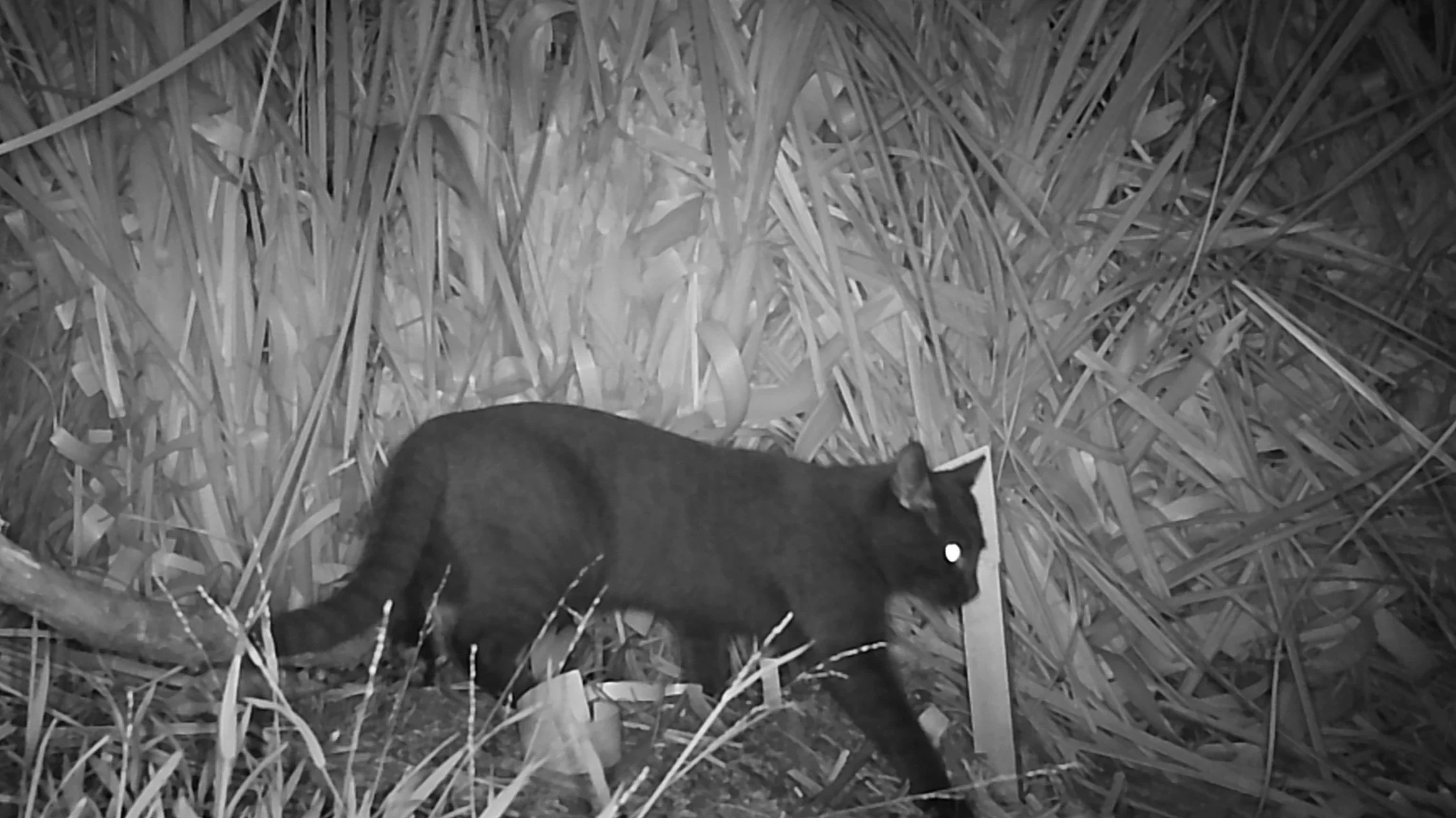 A cat at burrow