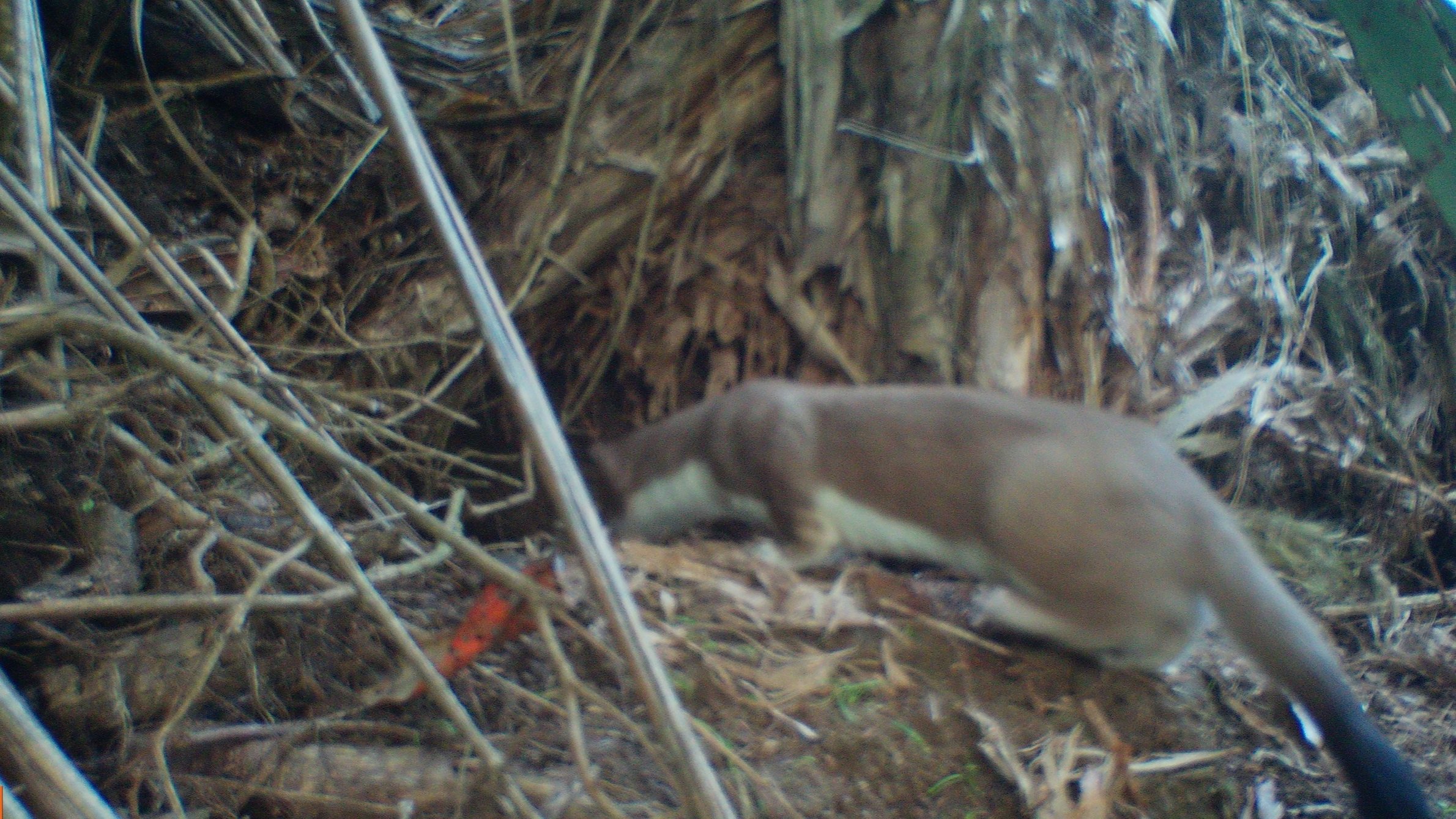 A stoat near burrow