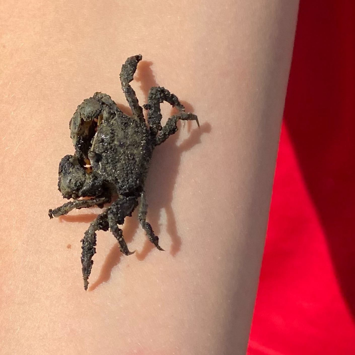 close up (1) (1).png