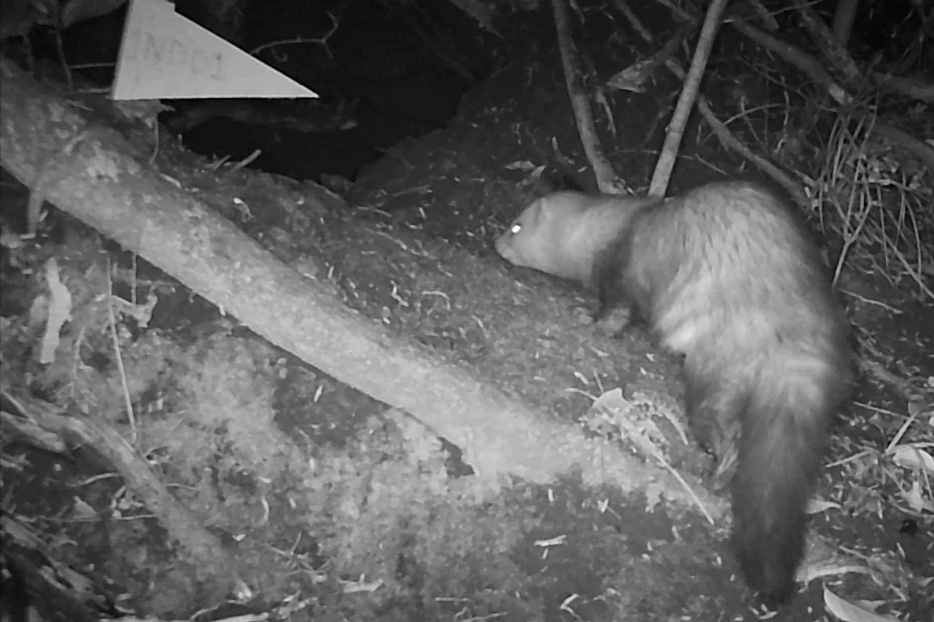 Ferret caught on monitoring camera