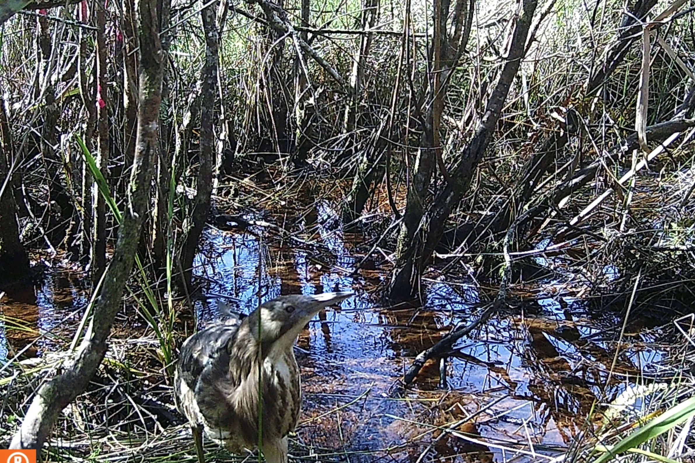 Mataku hūrepo caught on monitoring camera