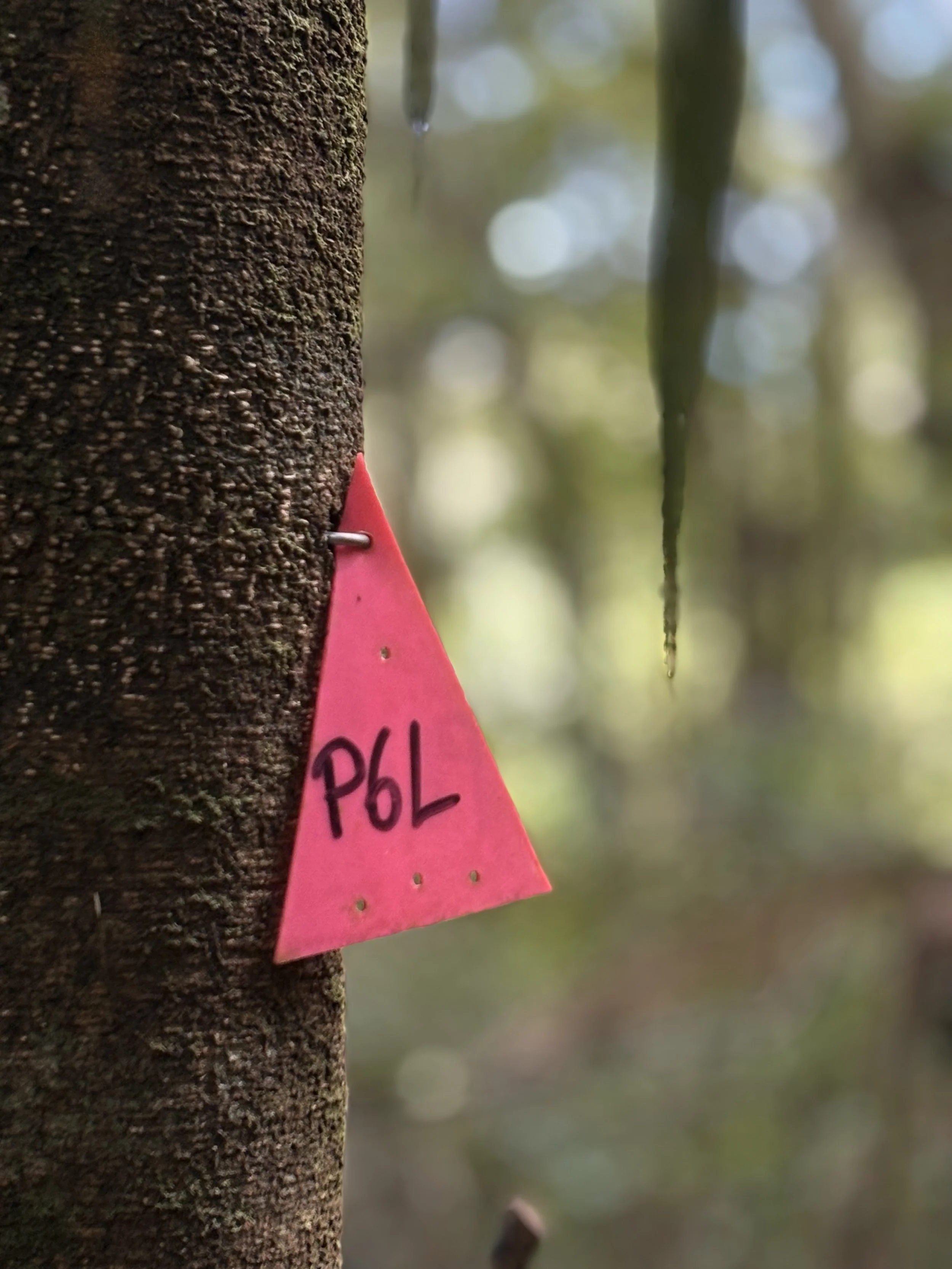 A track-marking pink triangle