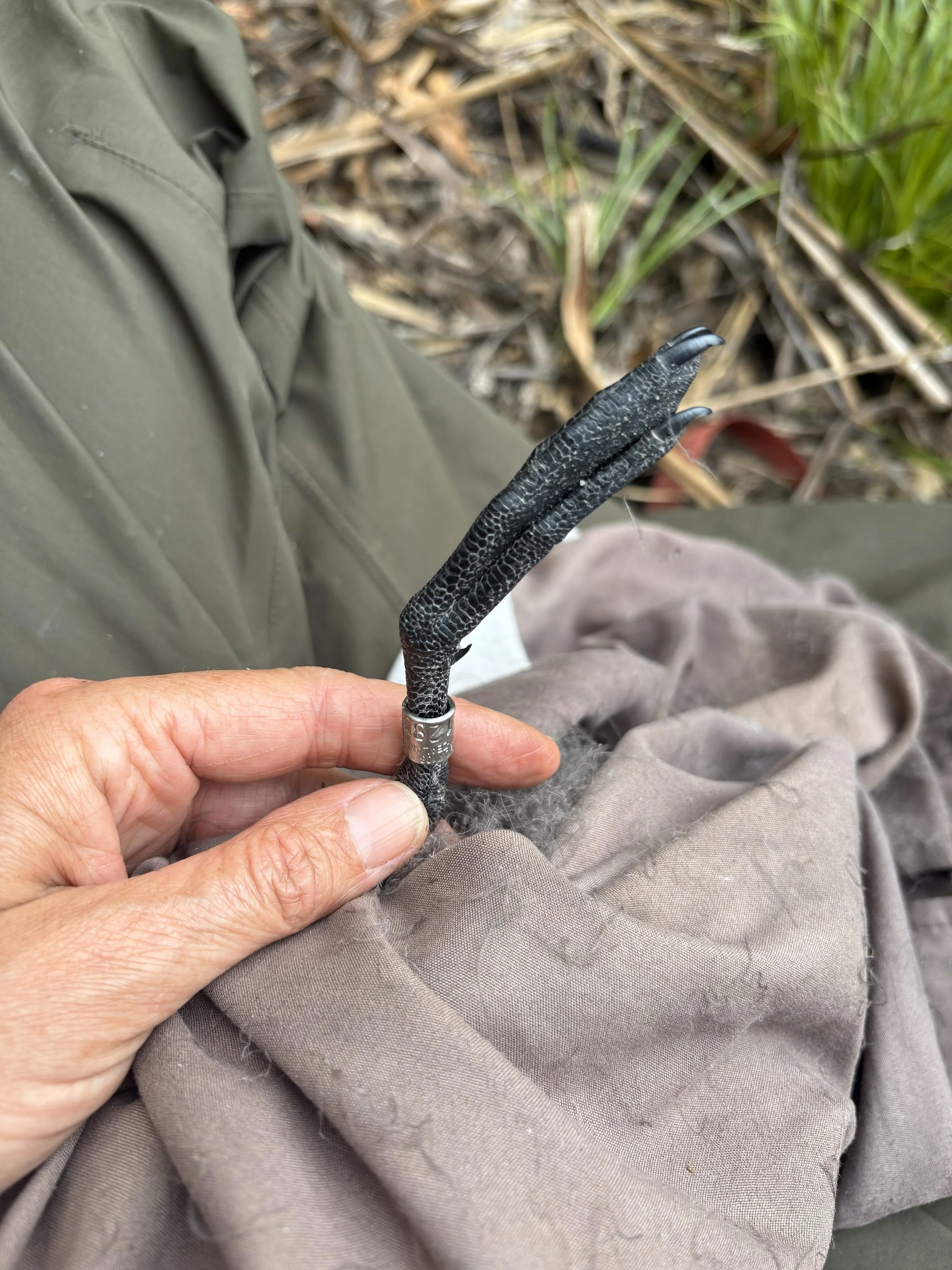 Banding a seabird