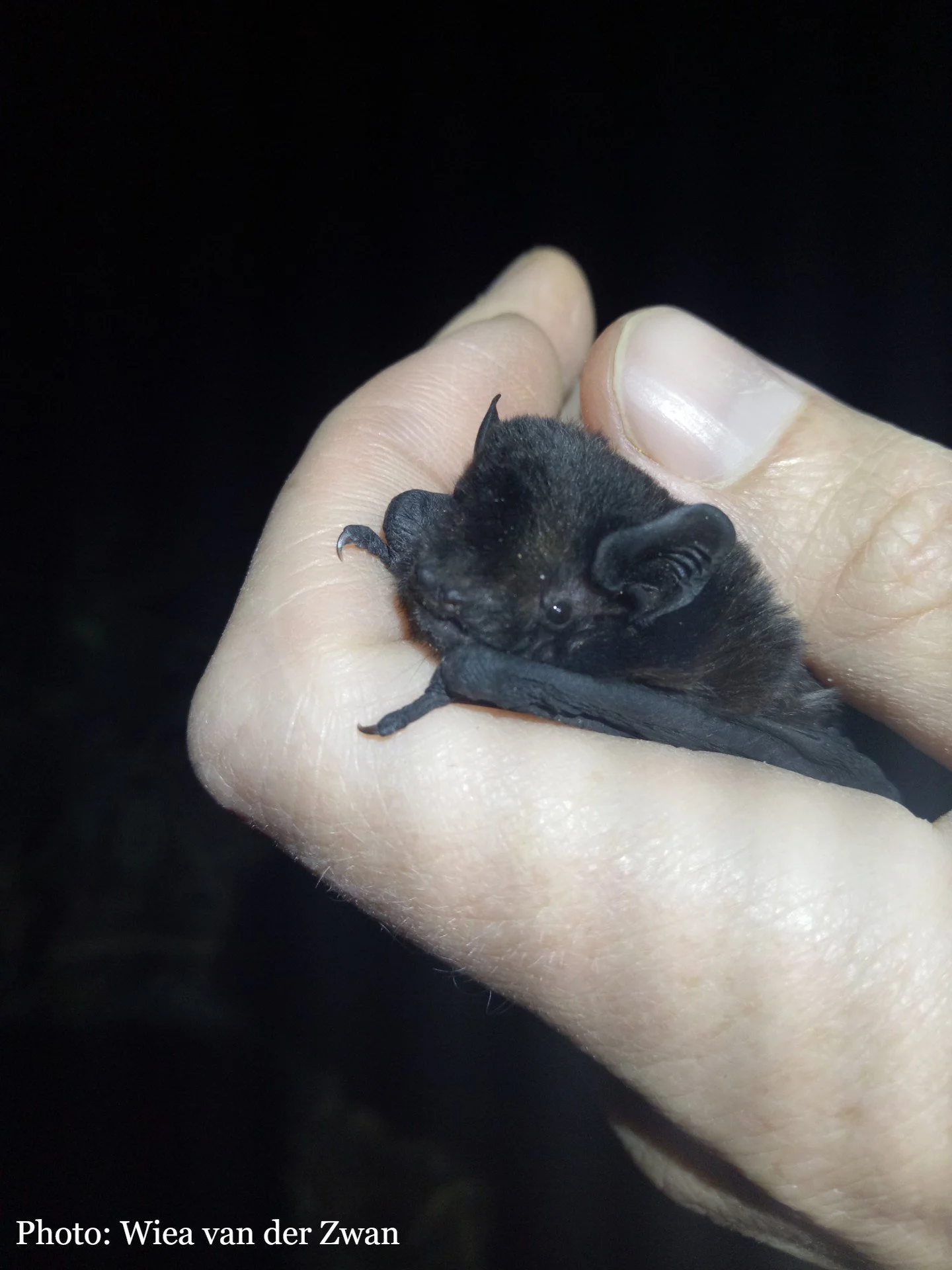 long tailed bat_Wiea van der Zwan (3).jpg