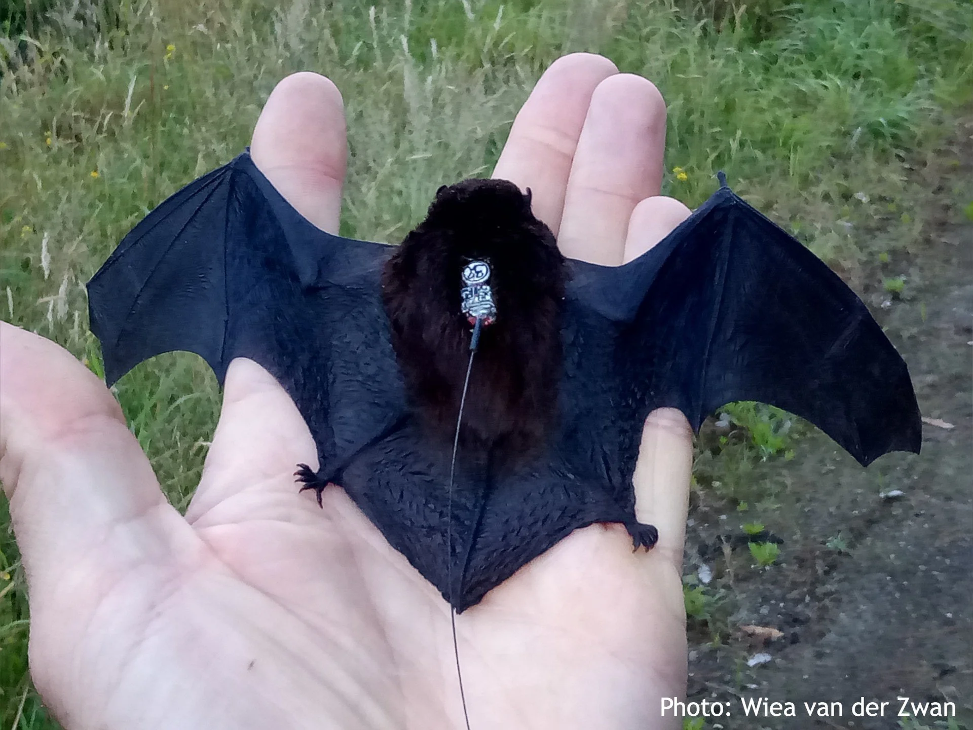 Lt bat with radio-transmitter_Wiea van der Zwan.jpg