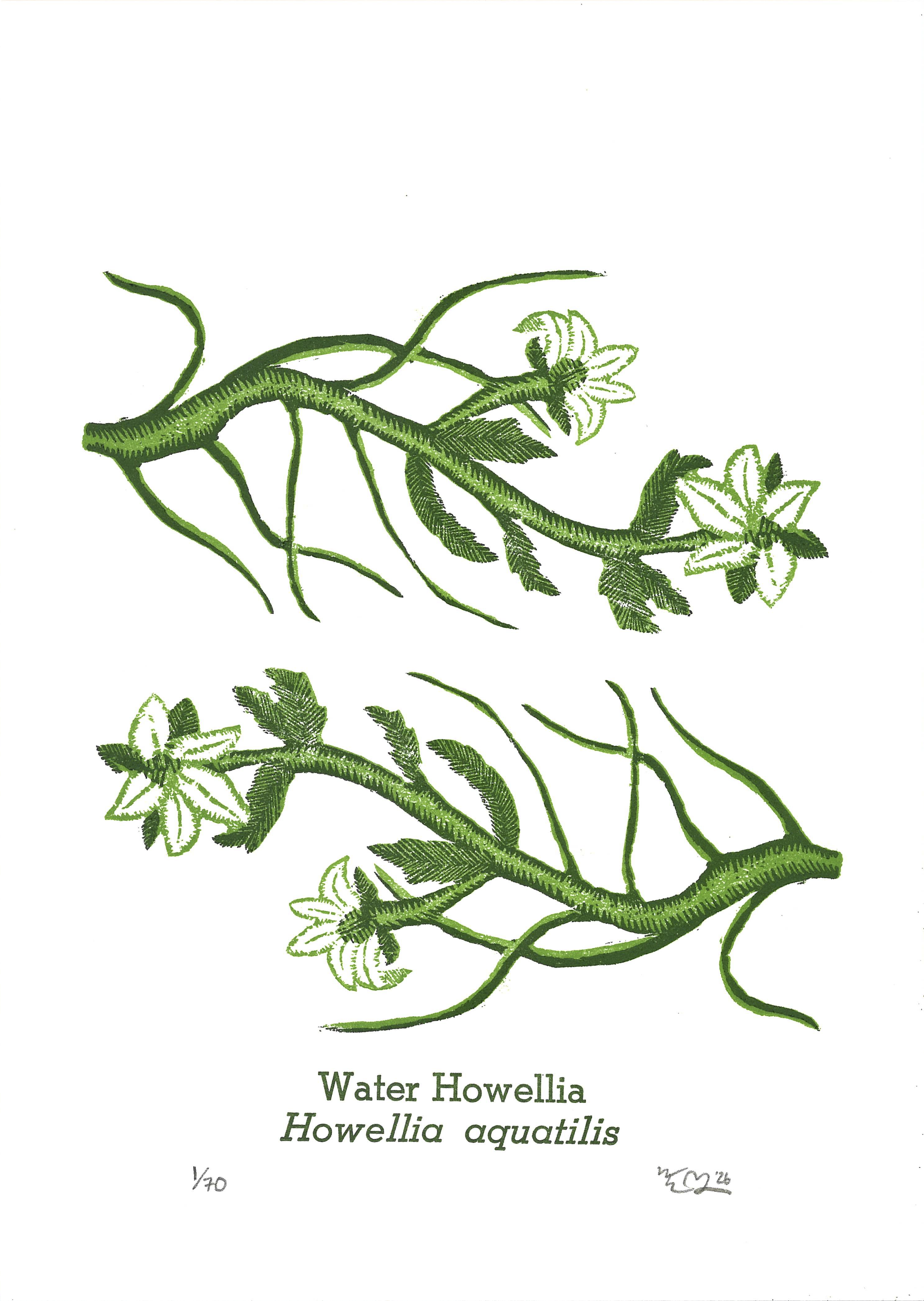 WaterHowellia.png