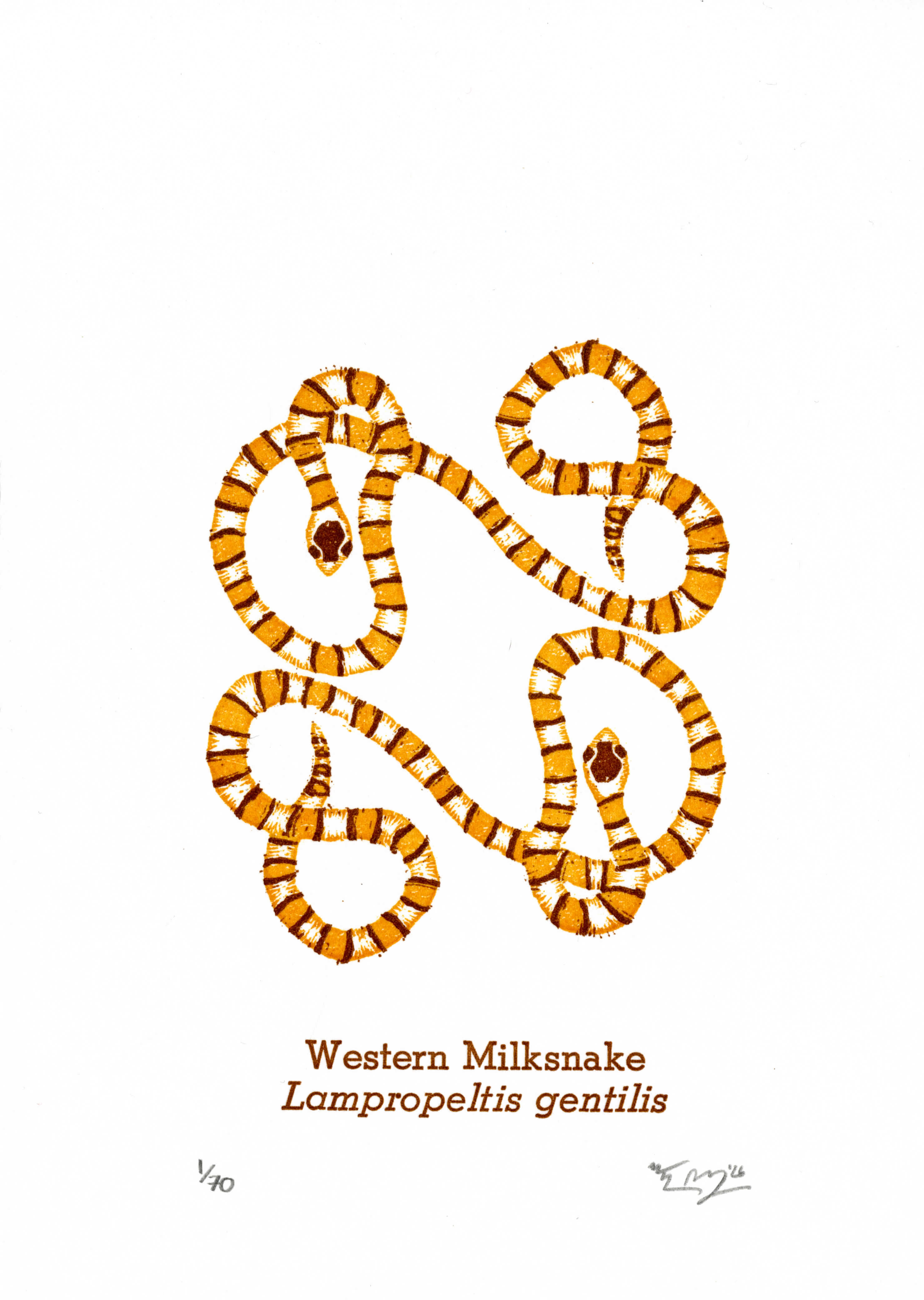 "Western Milksnake"