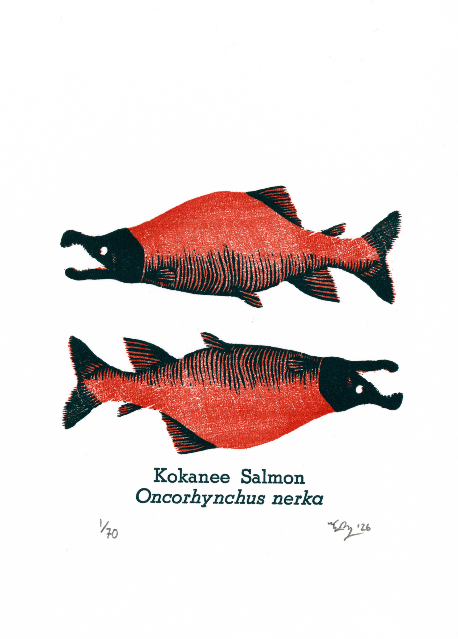 "Kokanee Salmon"