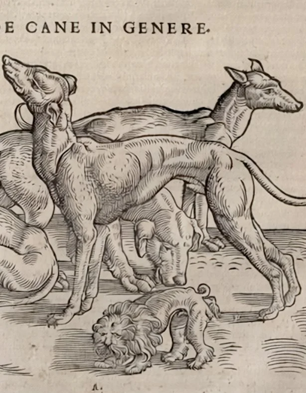 16th C Woodcut, “De Cane”