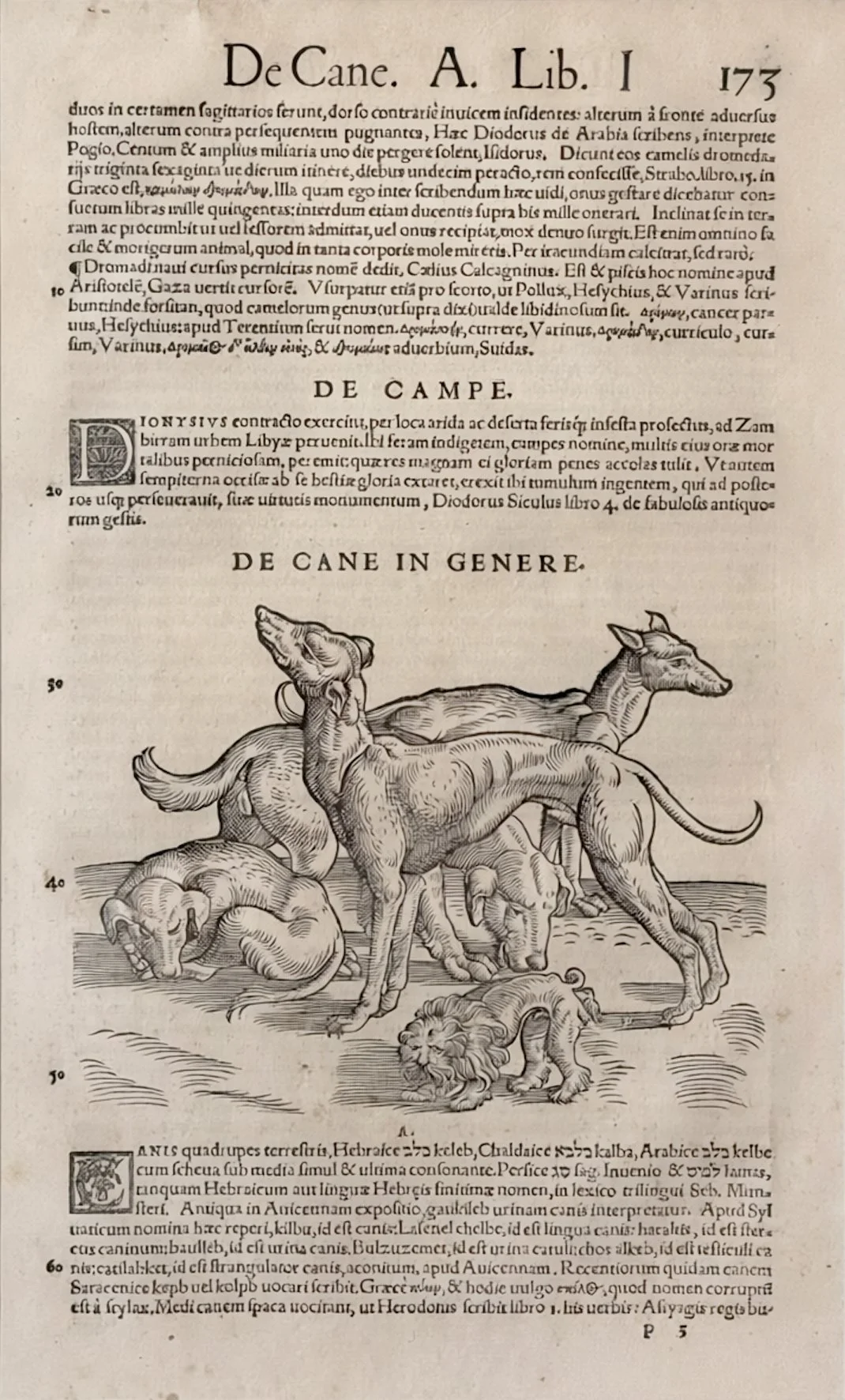 Dog.Print_3463.jpg