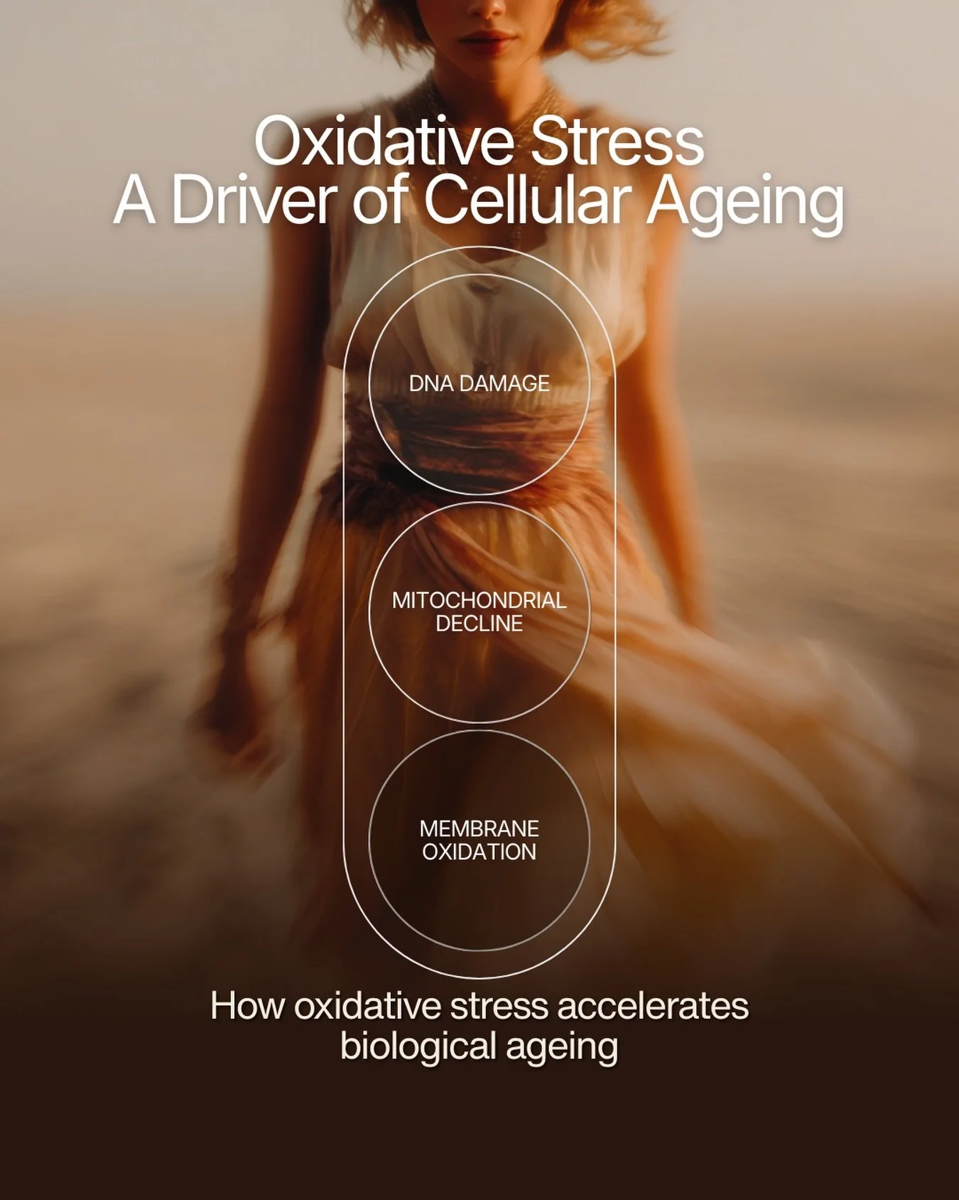 Oxidative stress occurs when reactive oxygen species exceed the body&rsquo;s natural antioxidant defence capacity.

Over time this imbalance damages critical cellular structures:

&bull; DNA
&bull; Mitochondria
&bull; Cellular membranes

This process