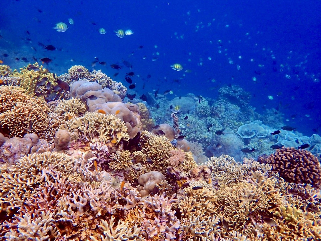 40-menjangan-island-eel-garden-corals-2.jpeg